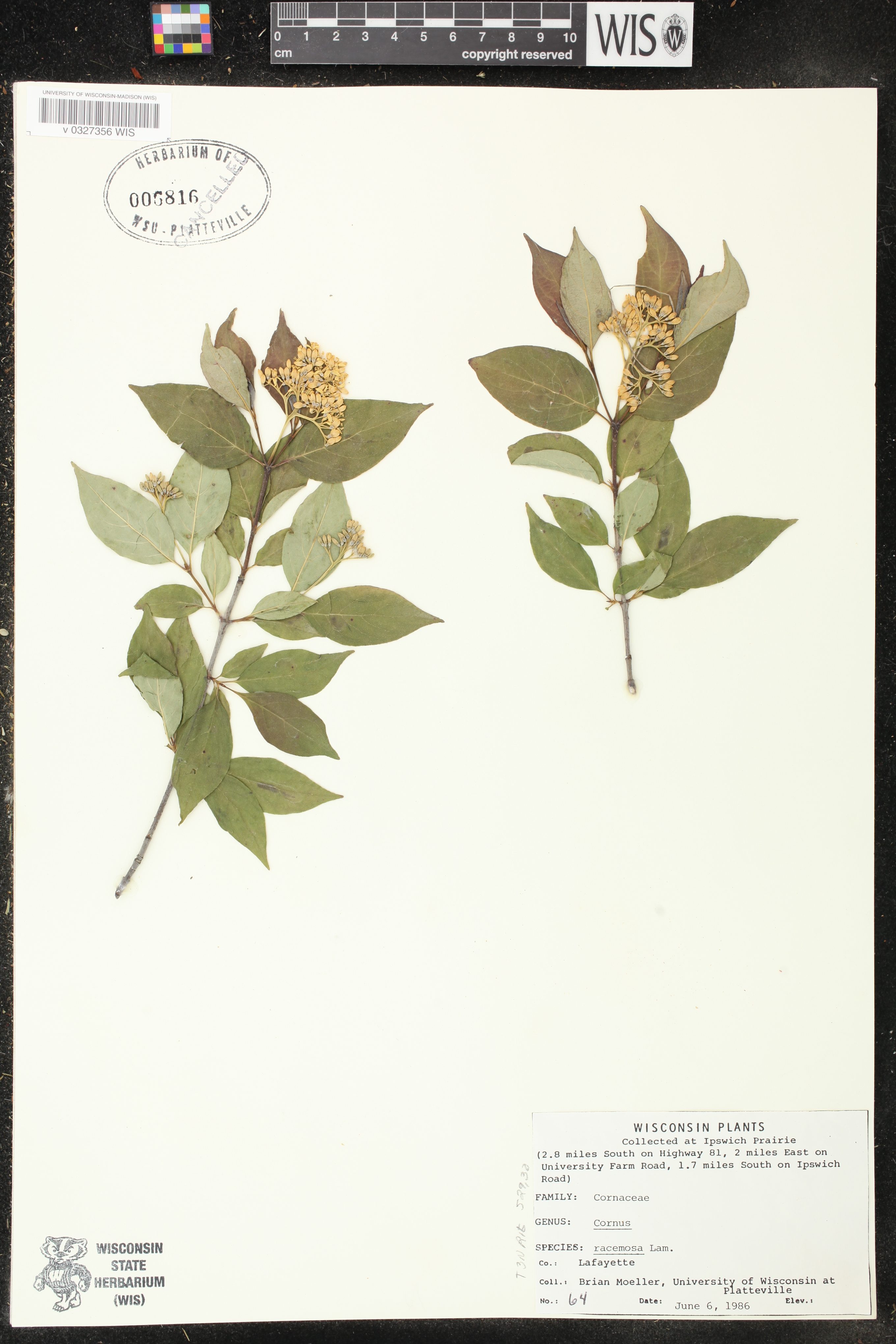 Cornus foemina subsp. racemosa image