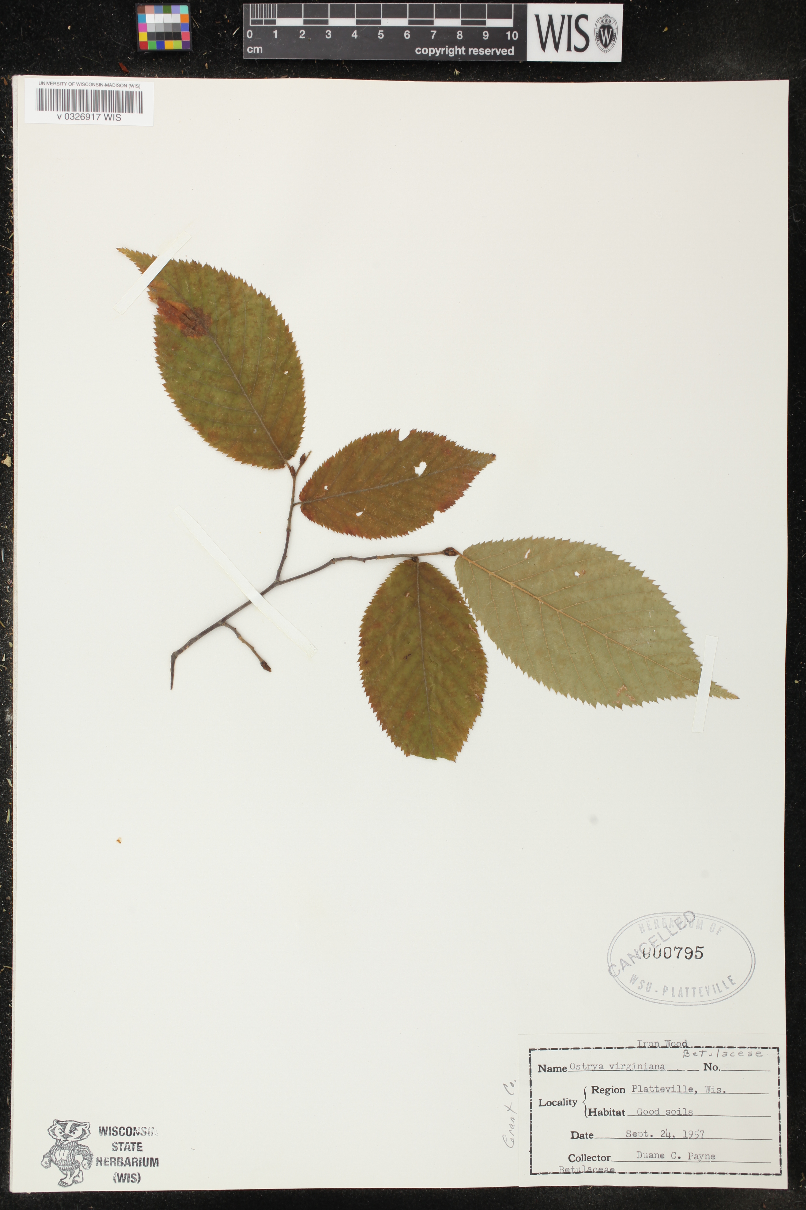 Ostrya virginiana image
