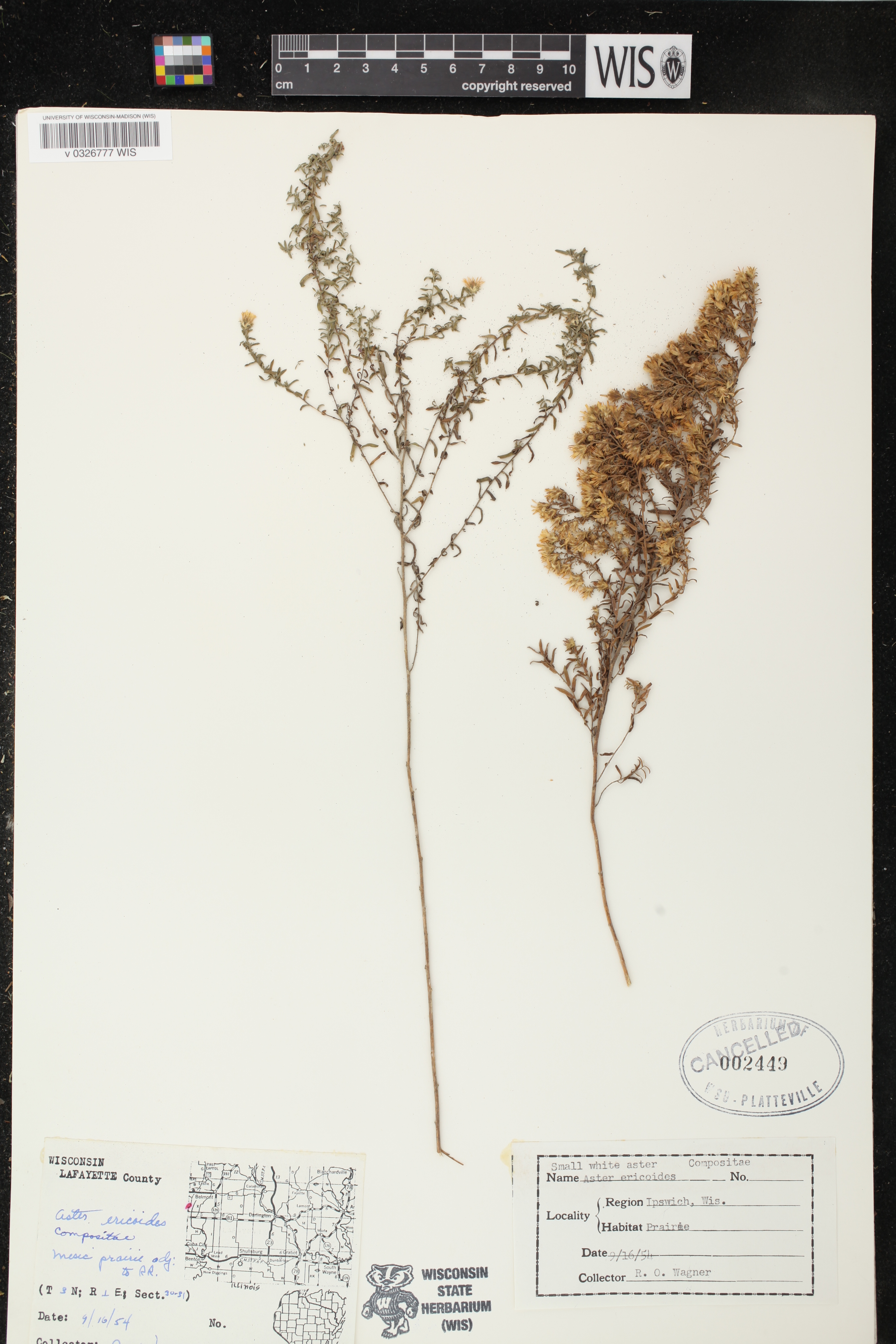 Symphyotrichum ericoides image
