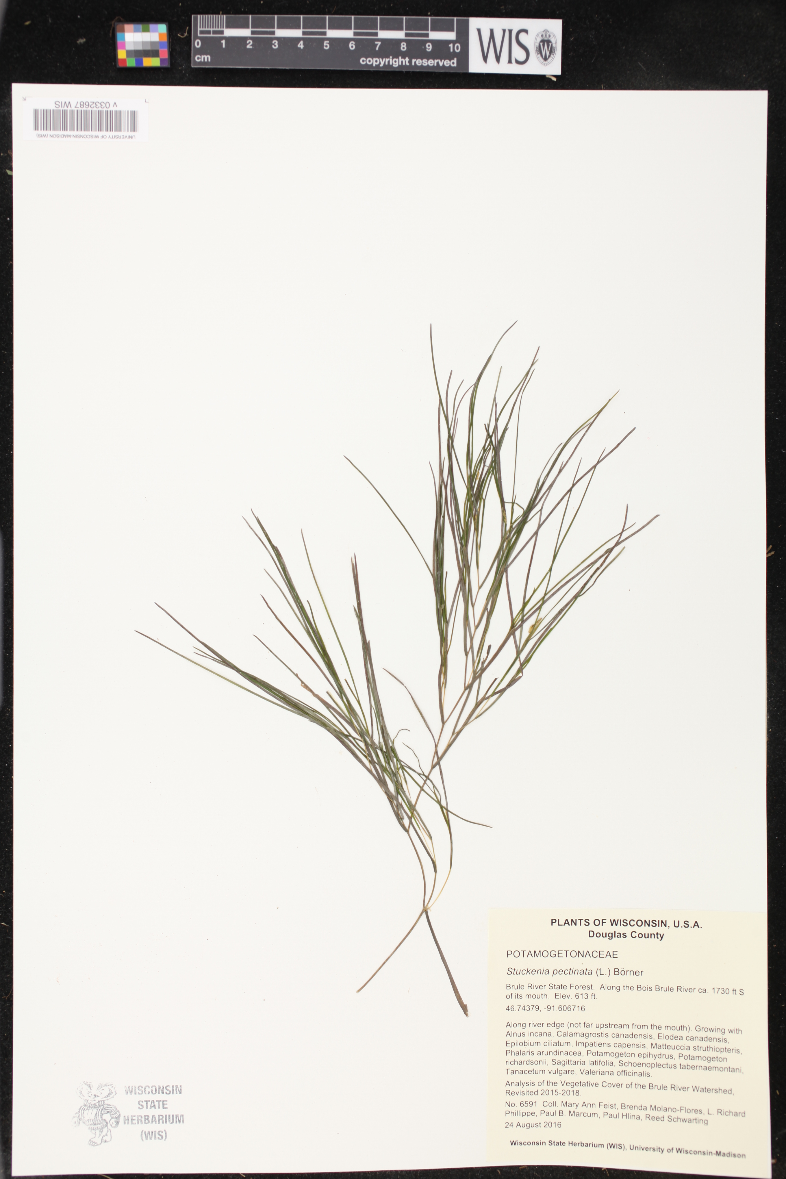 Stuckenia pectinata image
