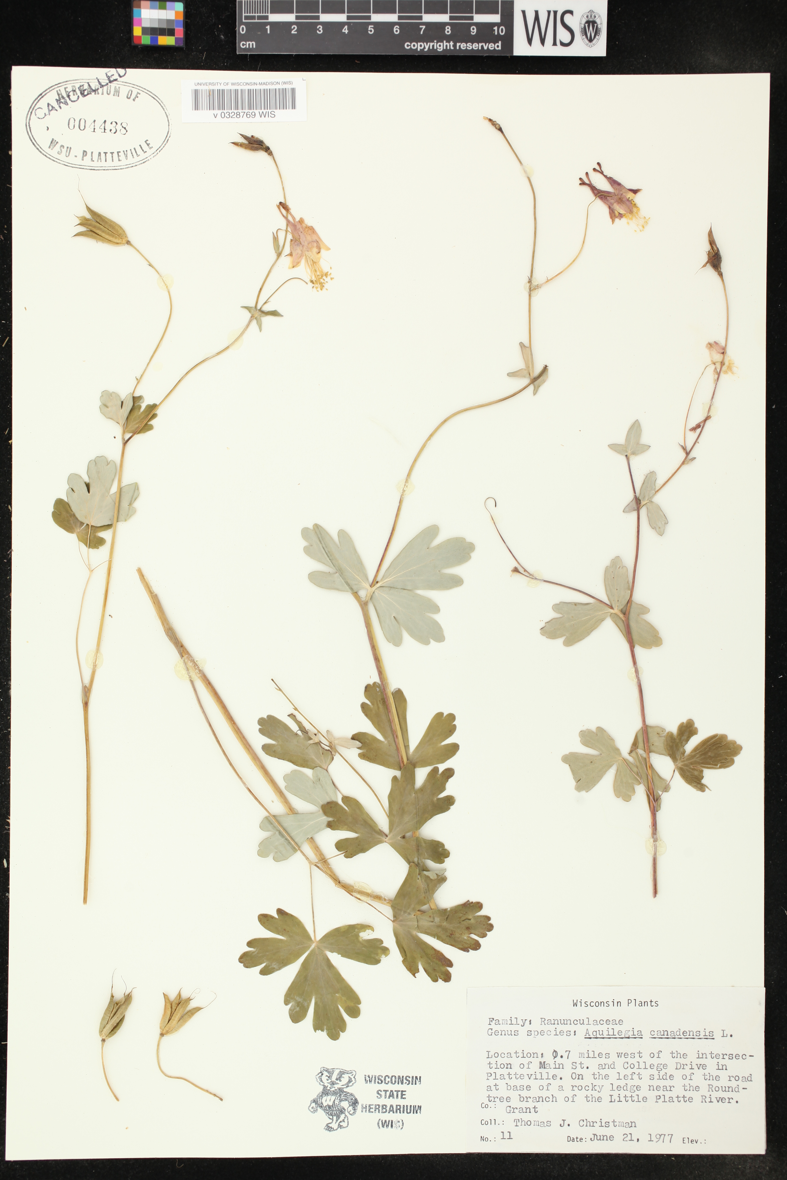 Aquilegia canadensis image