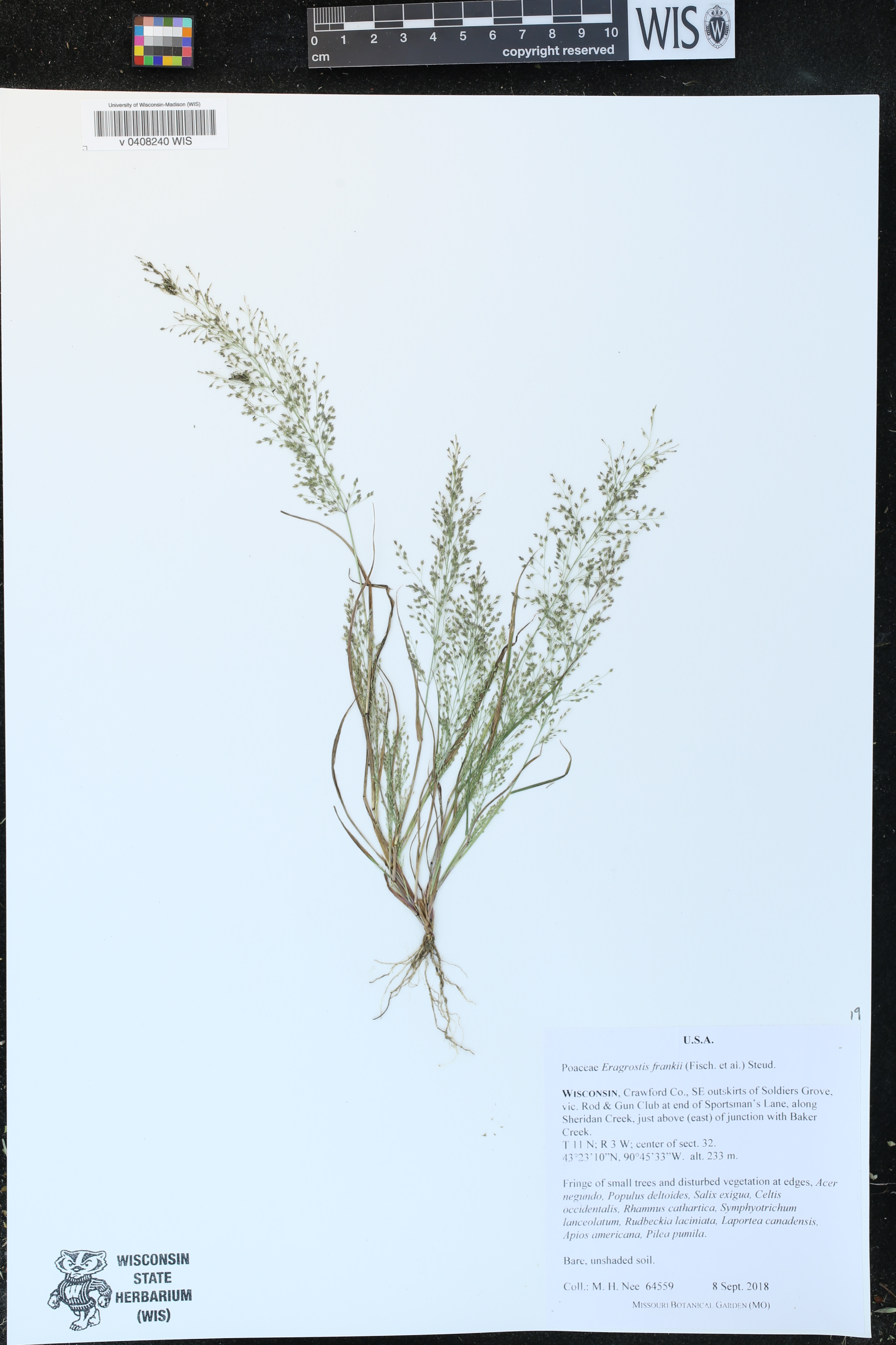 Eragrostis frankii image