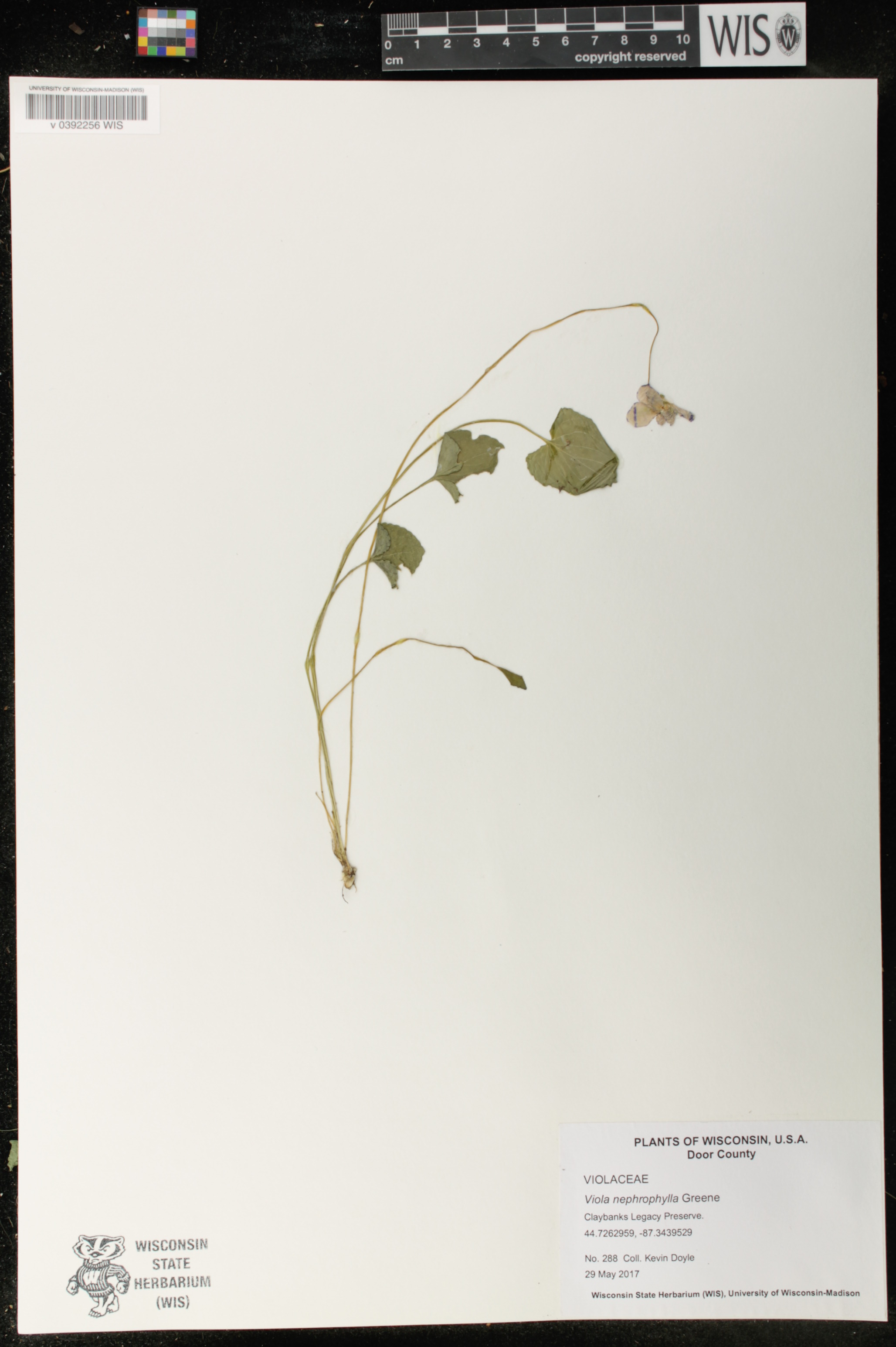Viola nephrophylla image