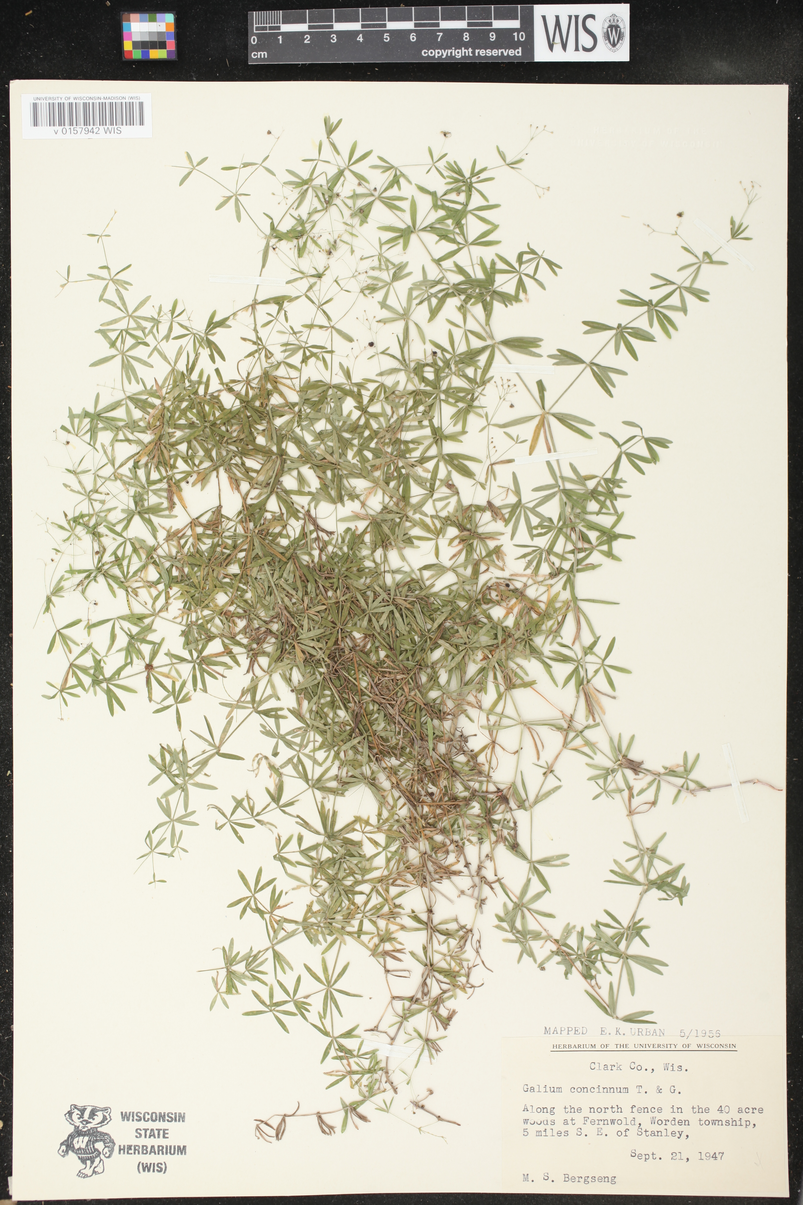 Galium concinnum image