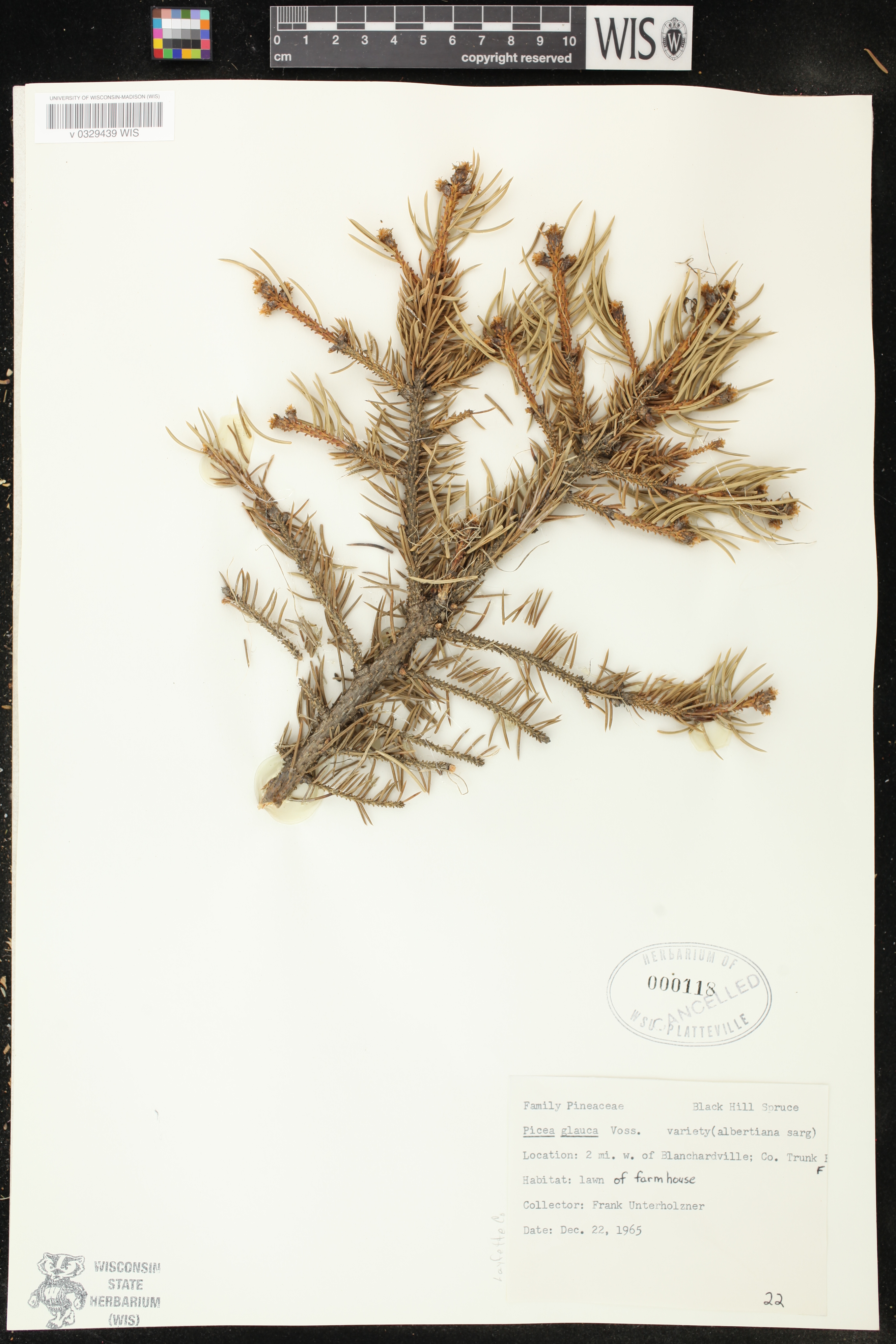 Picea glauca image