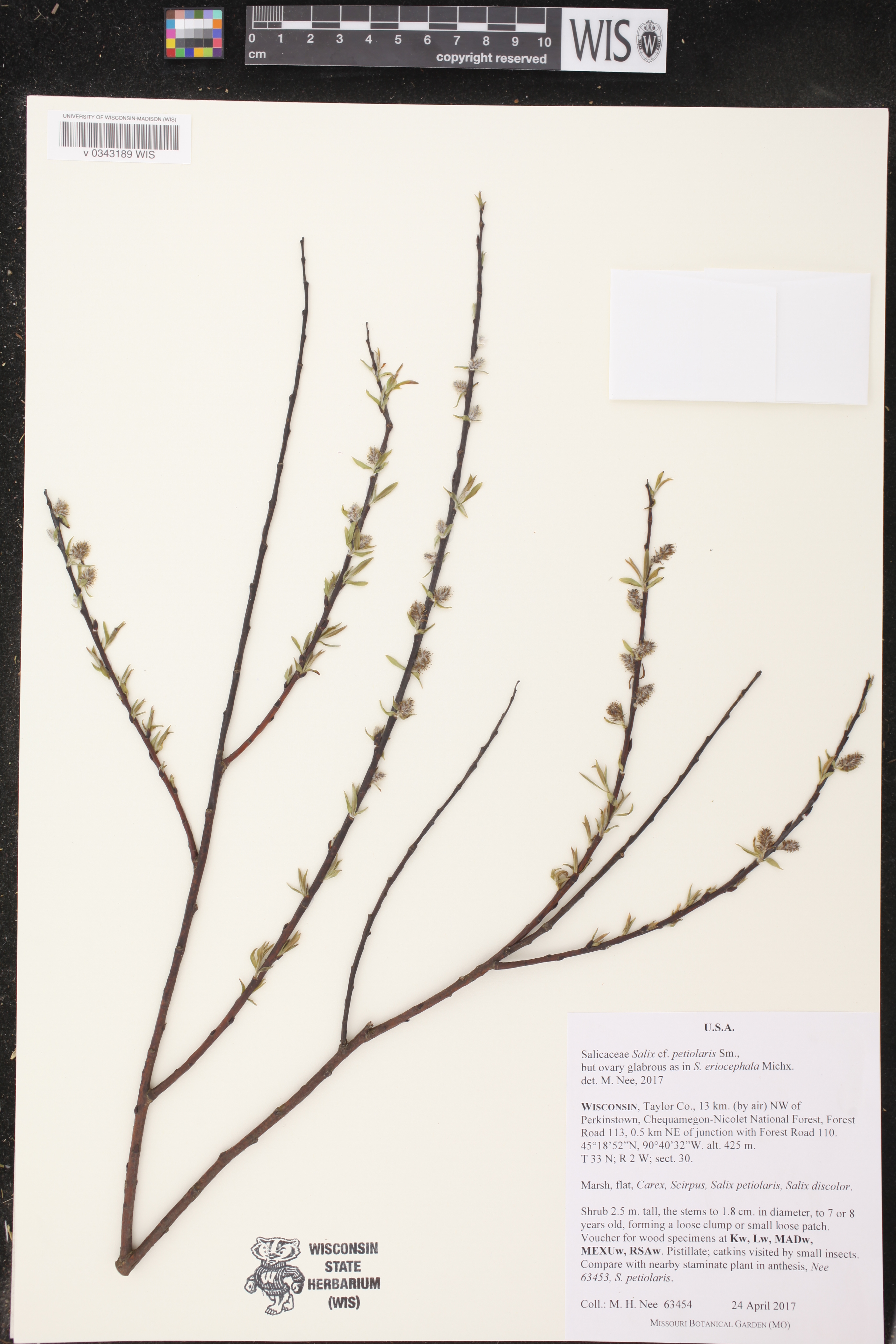 Salix petiolaris image