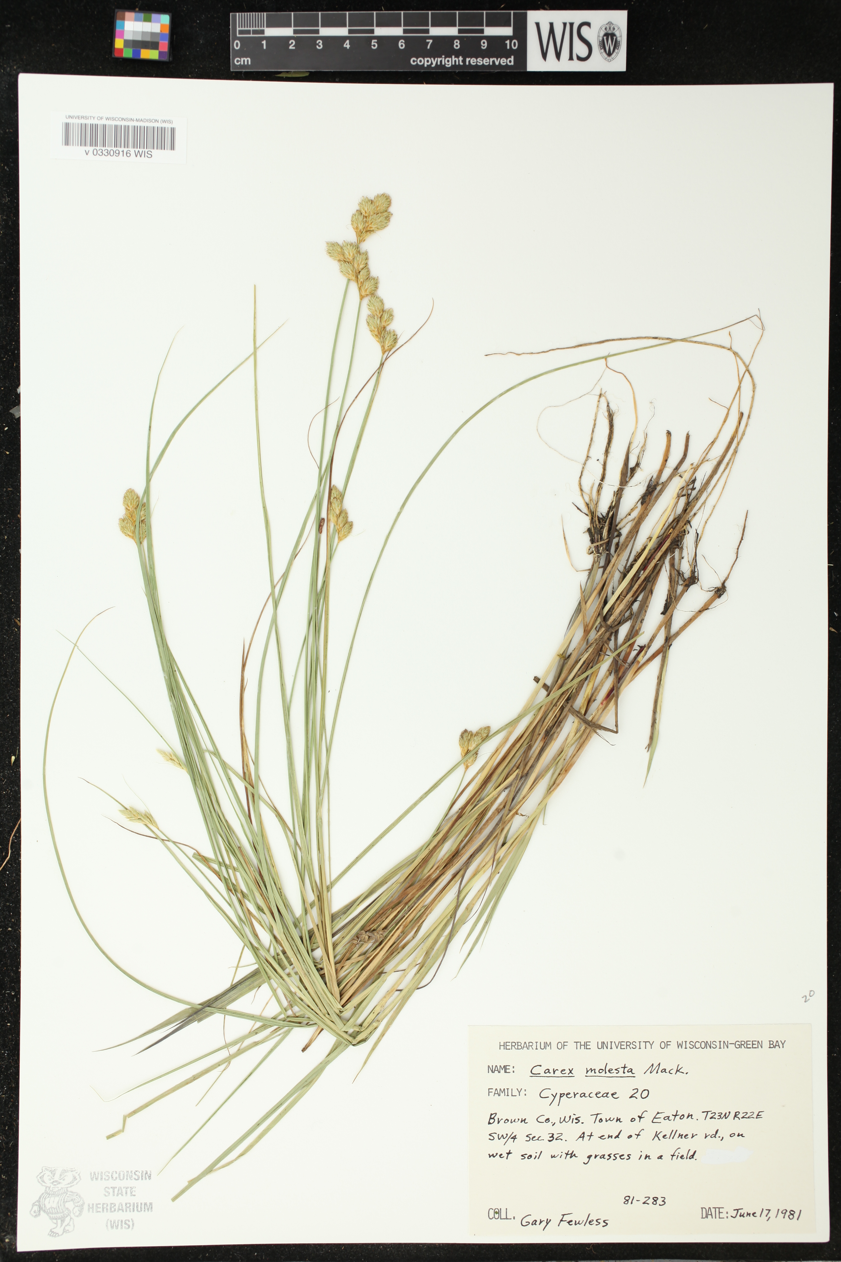 Carex molesta image
