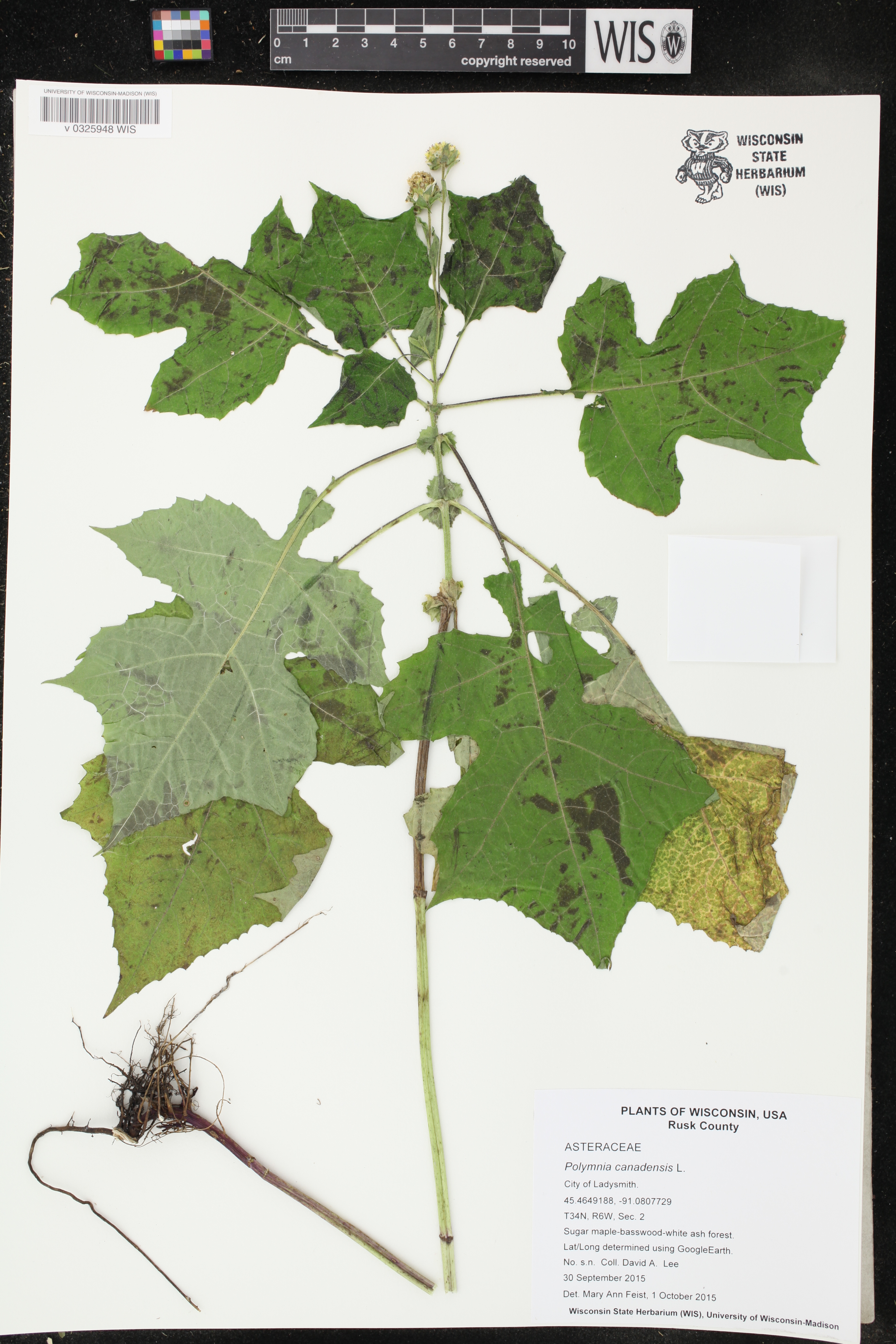 Polymnia canadensis image