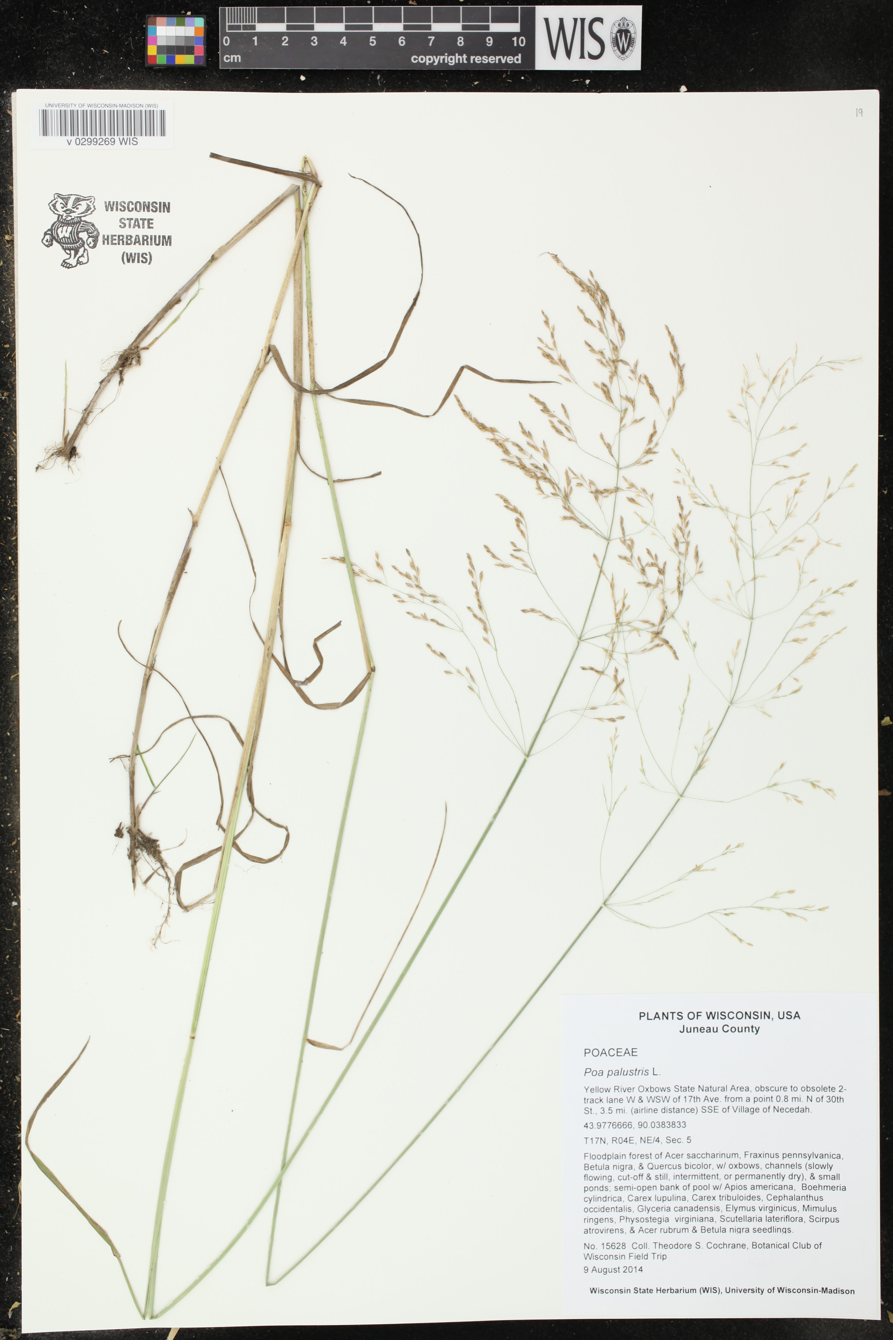 Poa palustris image