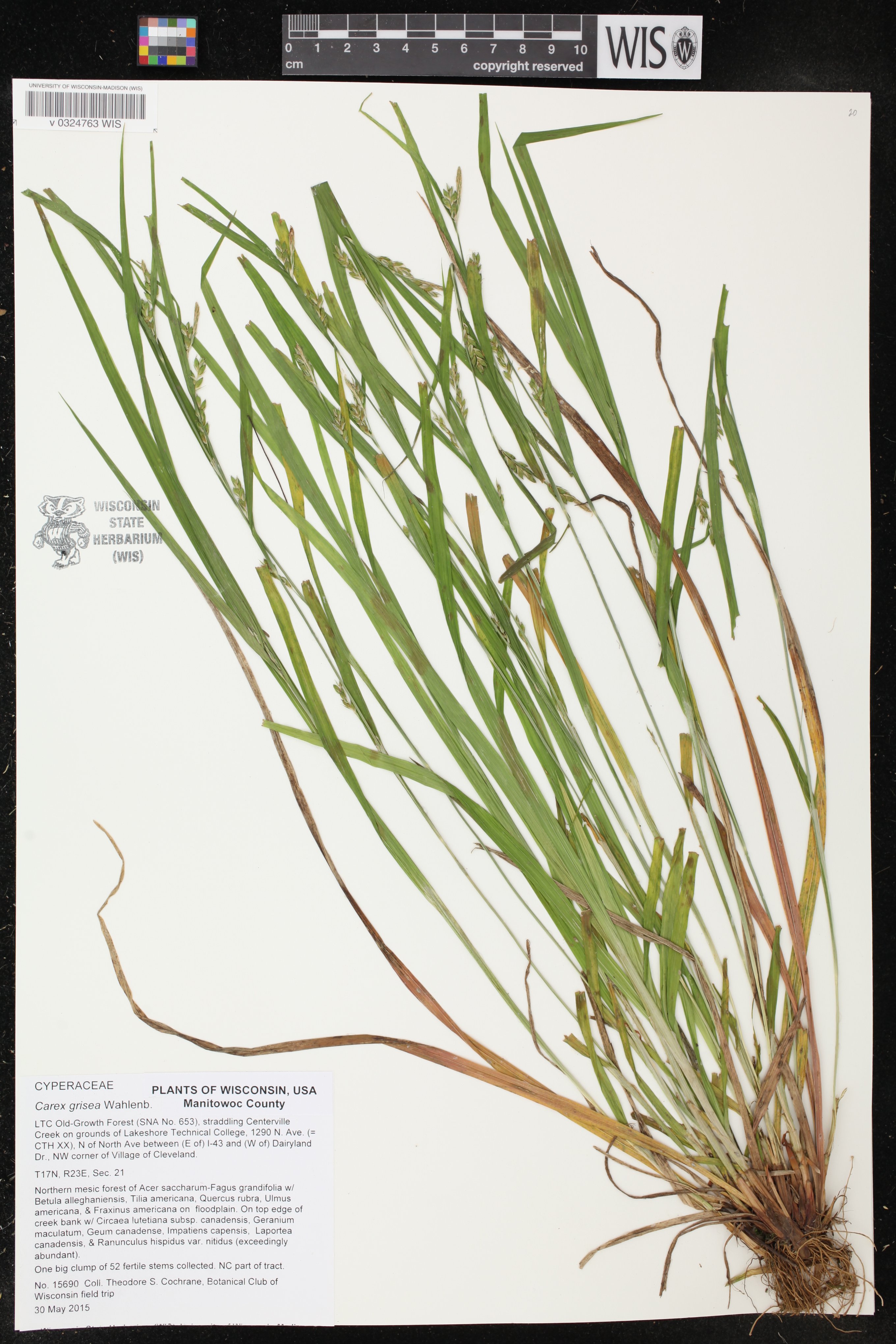 Carex grisea image