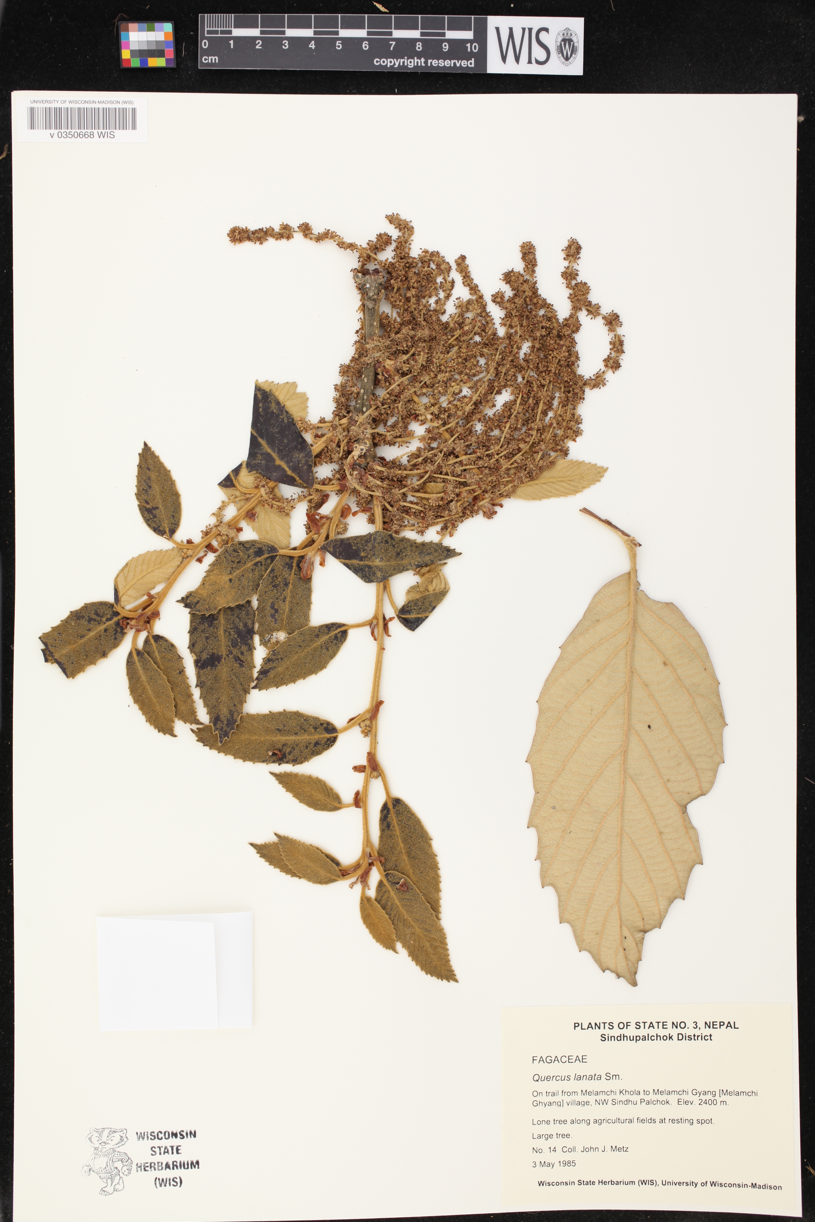 Quercus lanata image