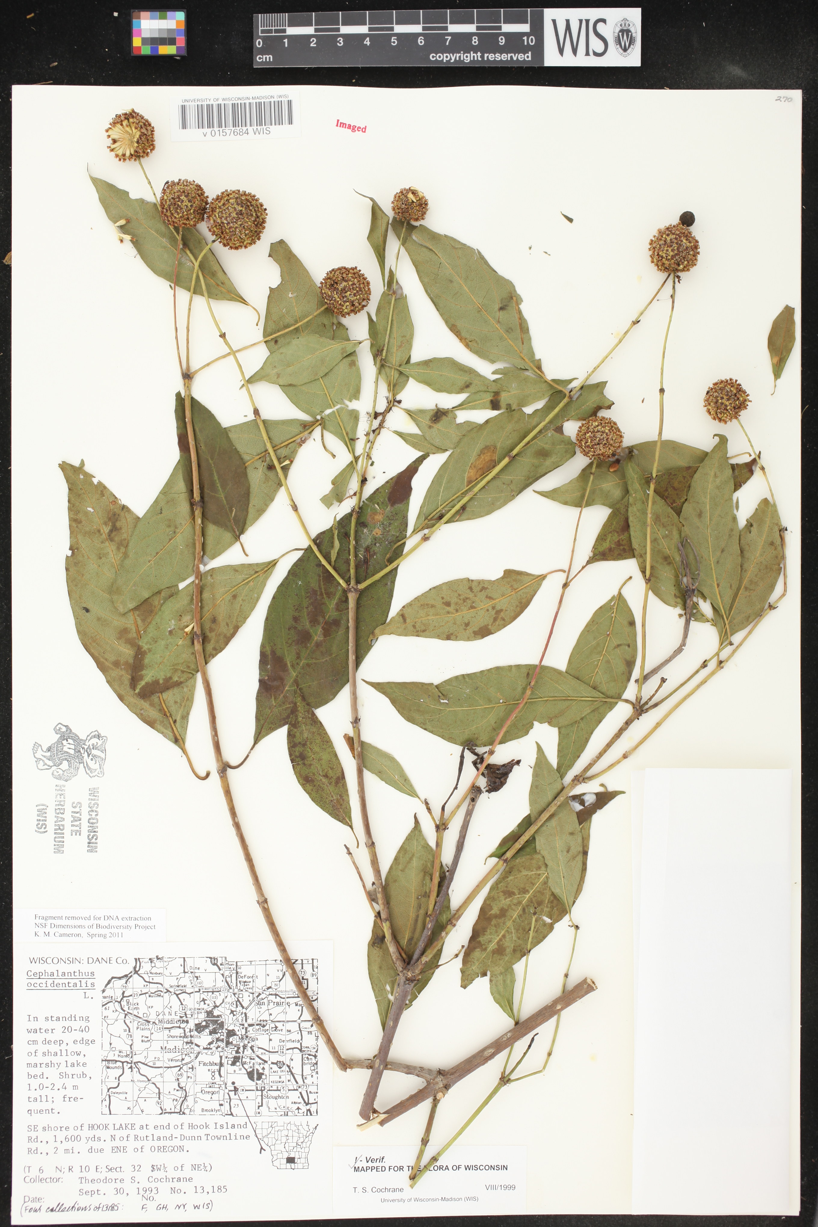 Cephalanthus occidentalis image