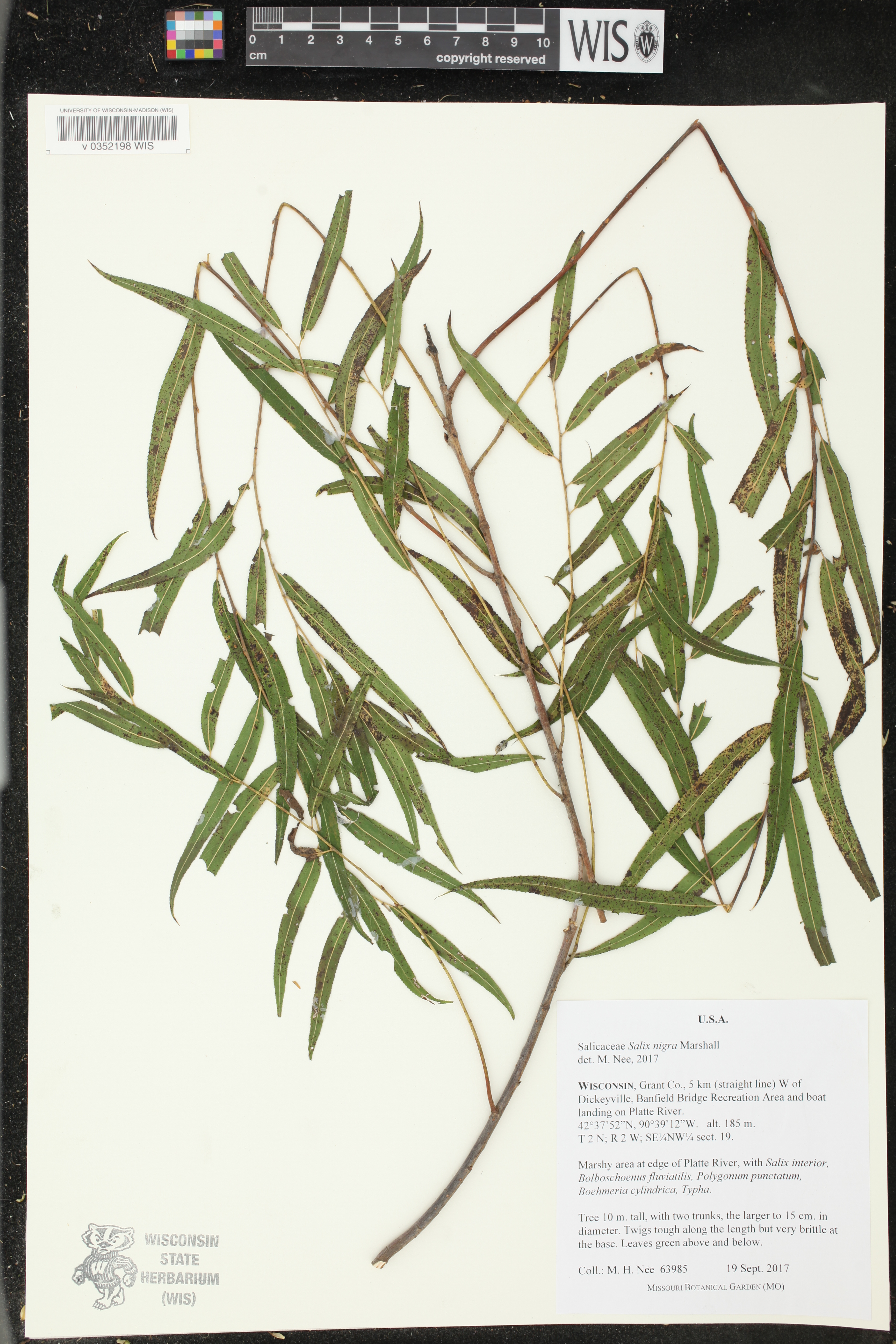 Salix nigra image