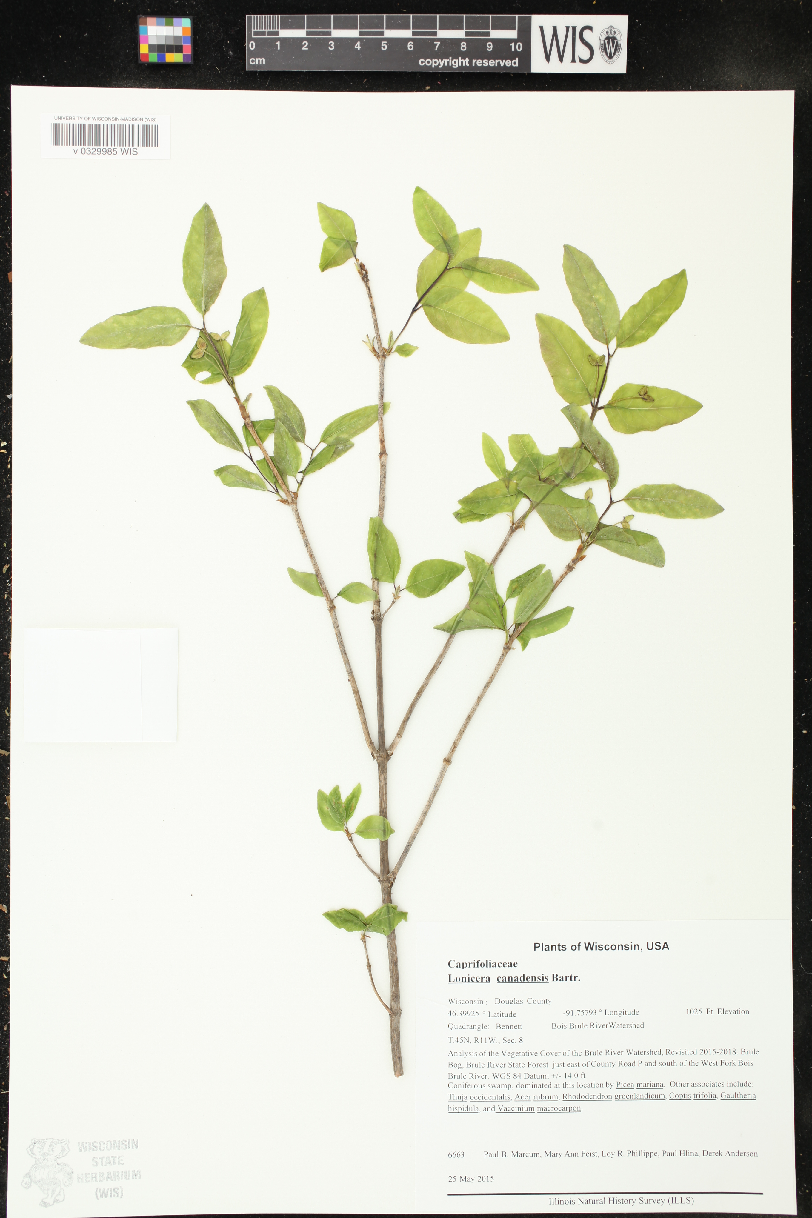 Lonicera canadensis image