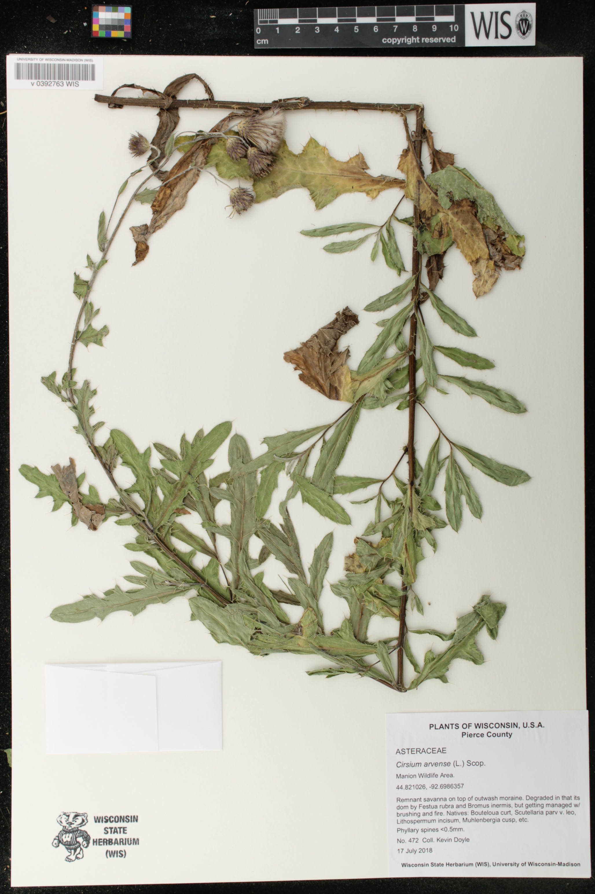 Cirsium arvense image