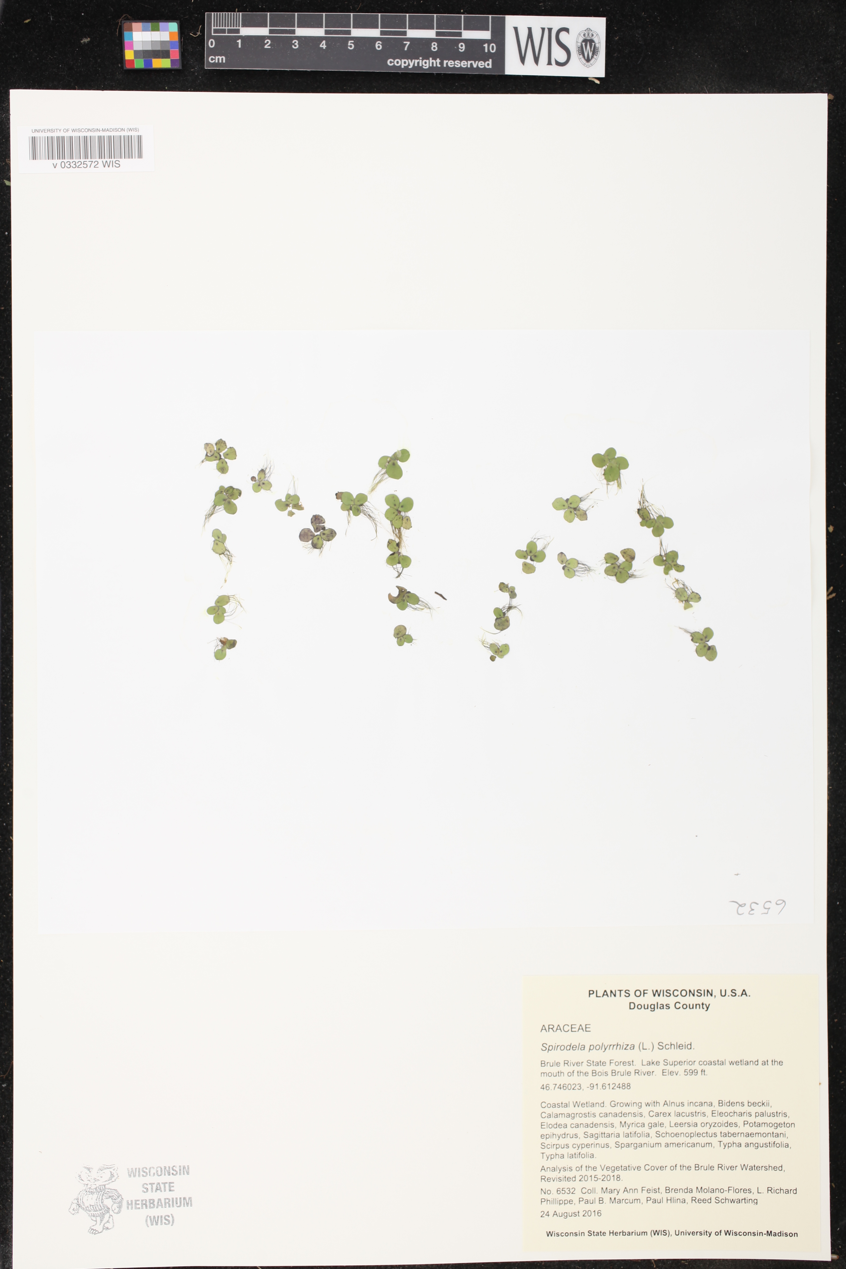 Spirodela polyrrhiza image