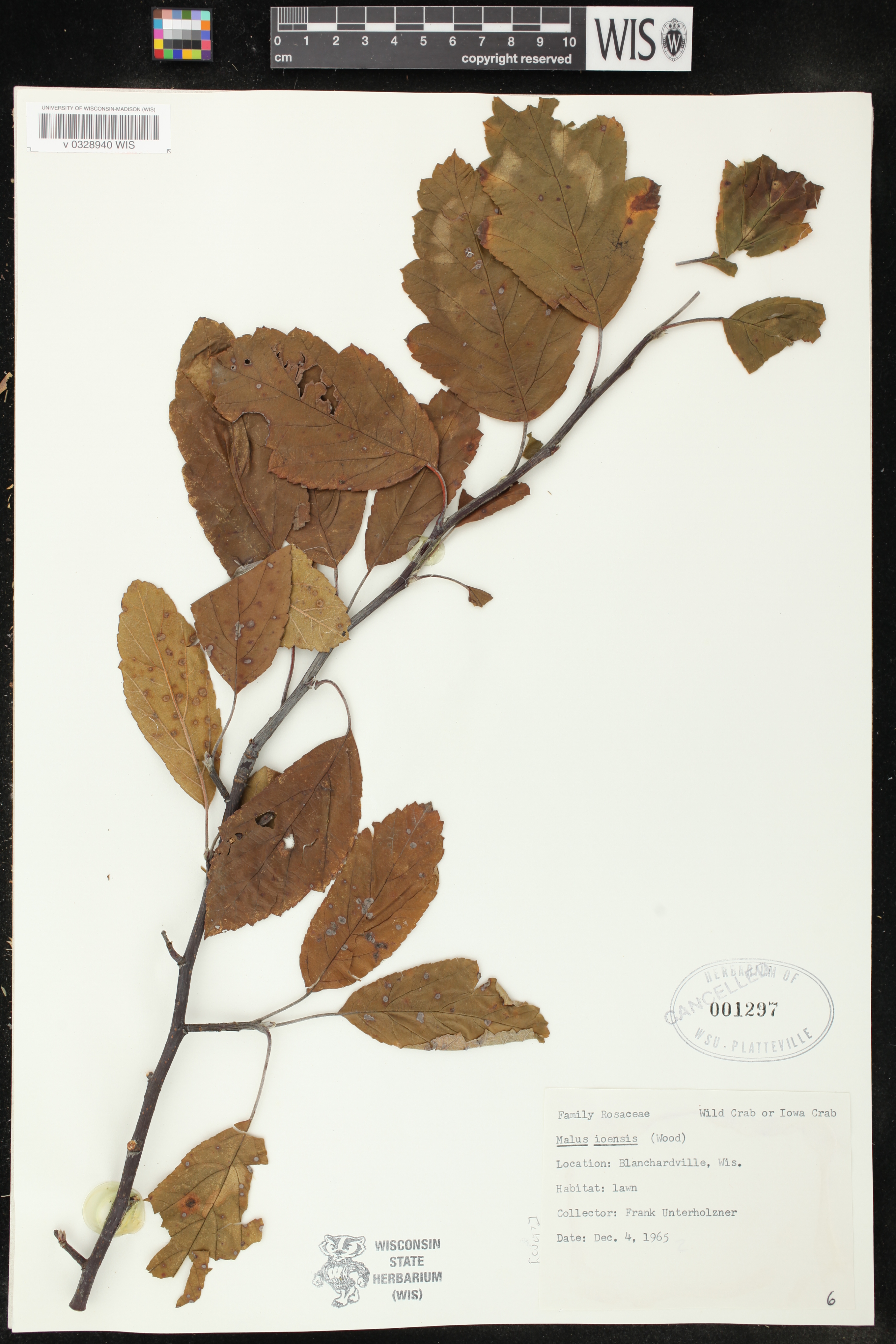 Malus ioensis image