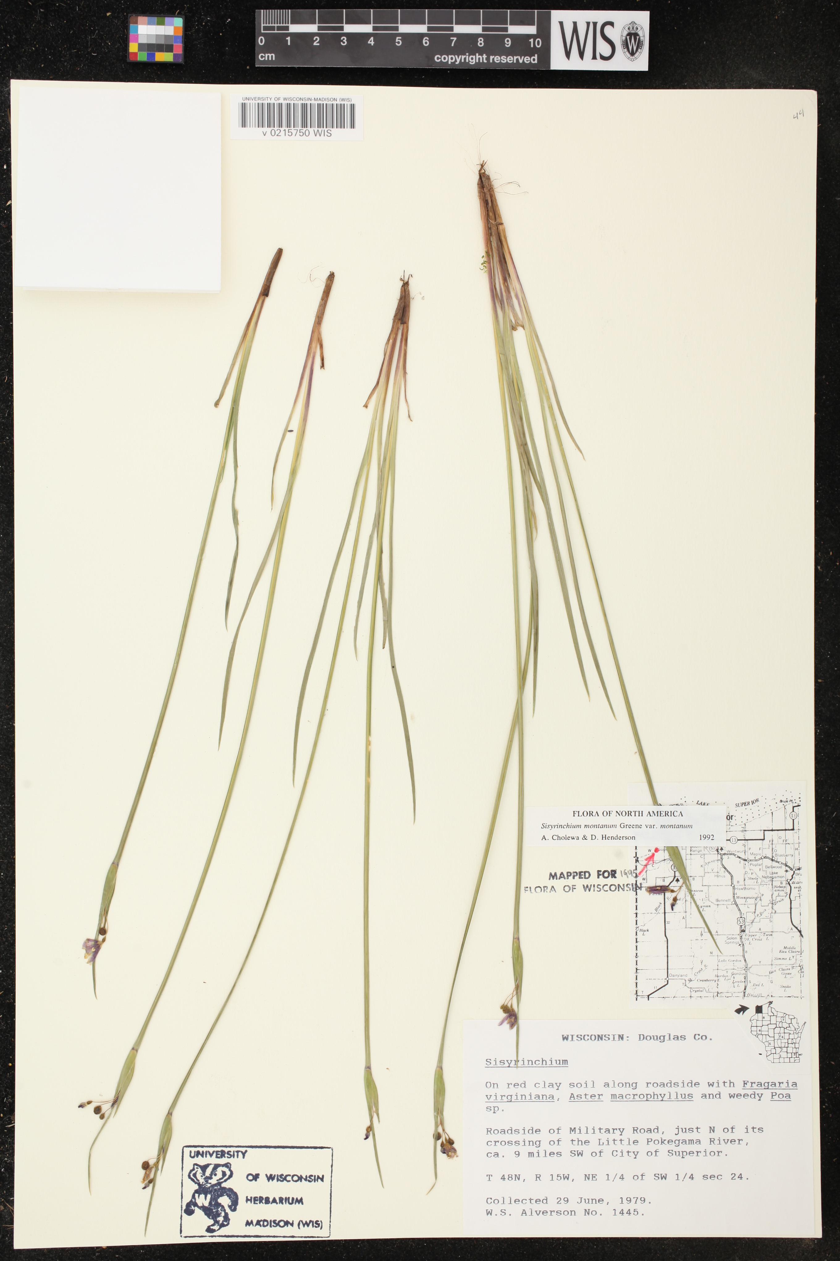 Sisyrinchium montanum image