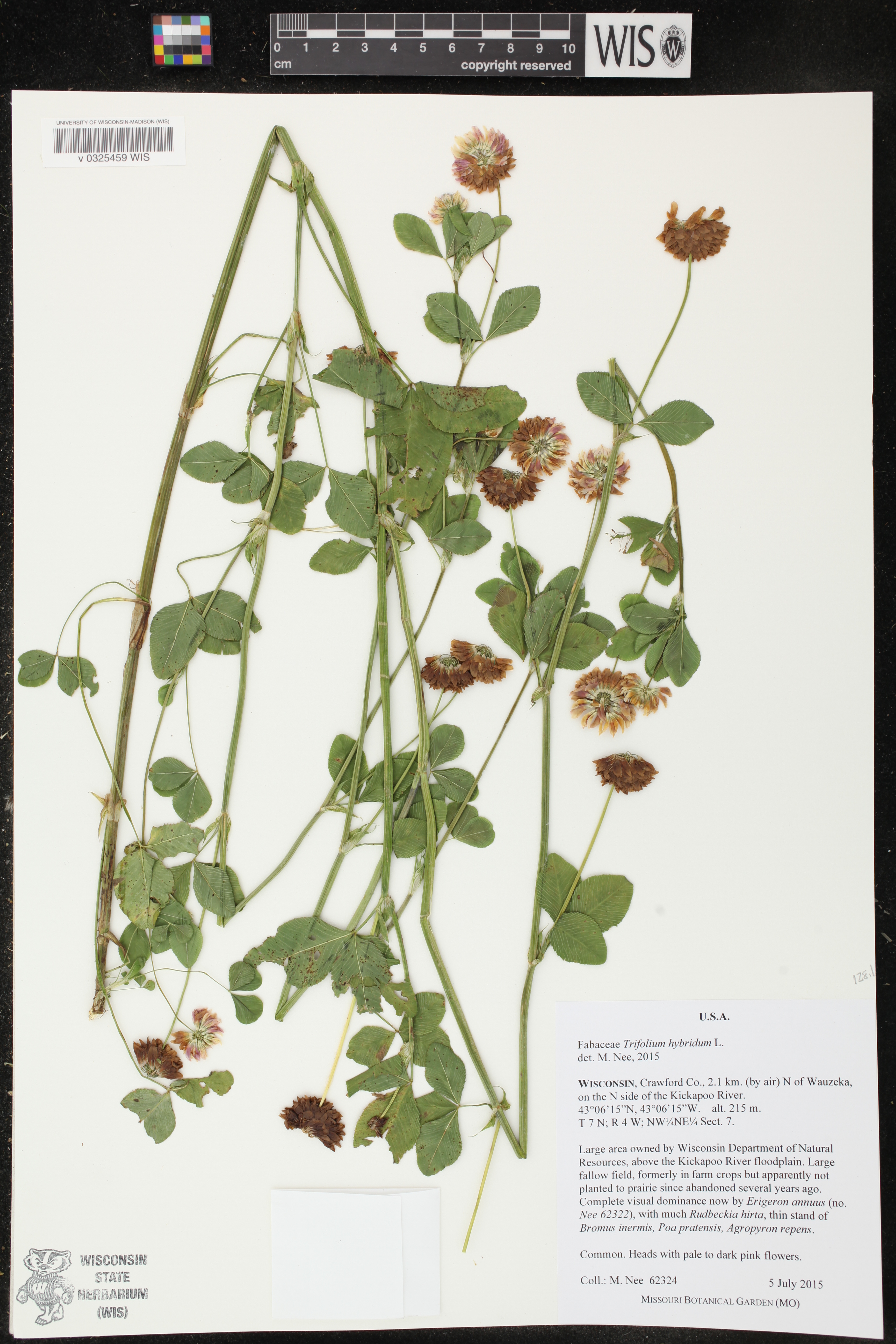 Trifolium hybridum image
