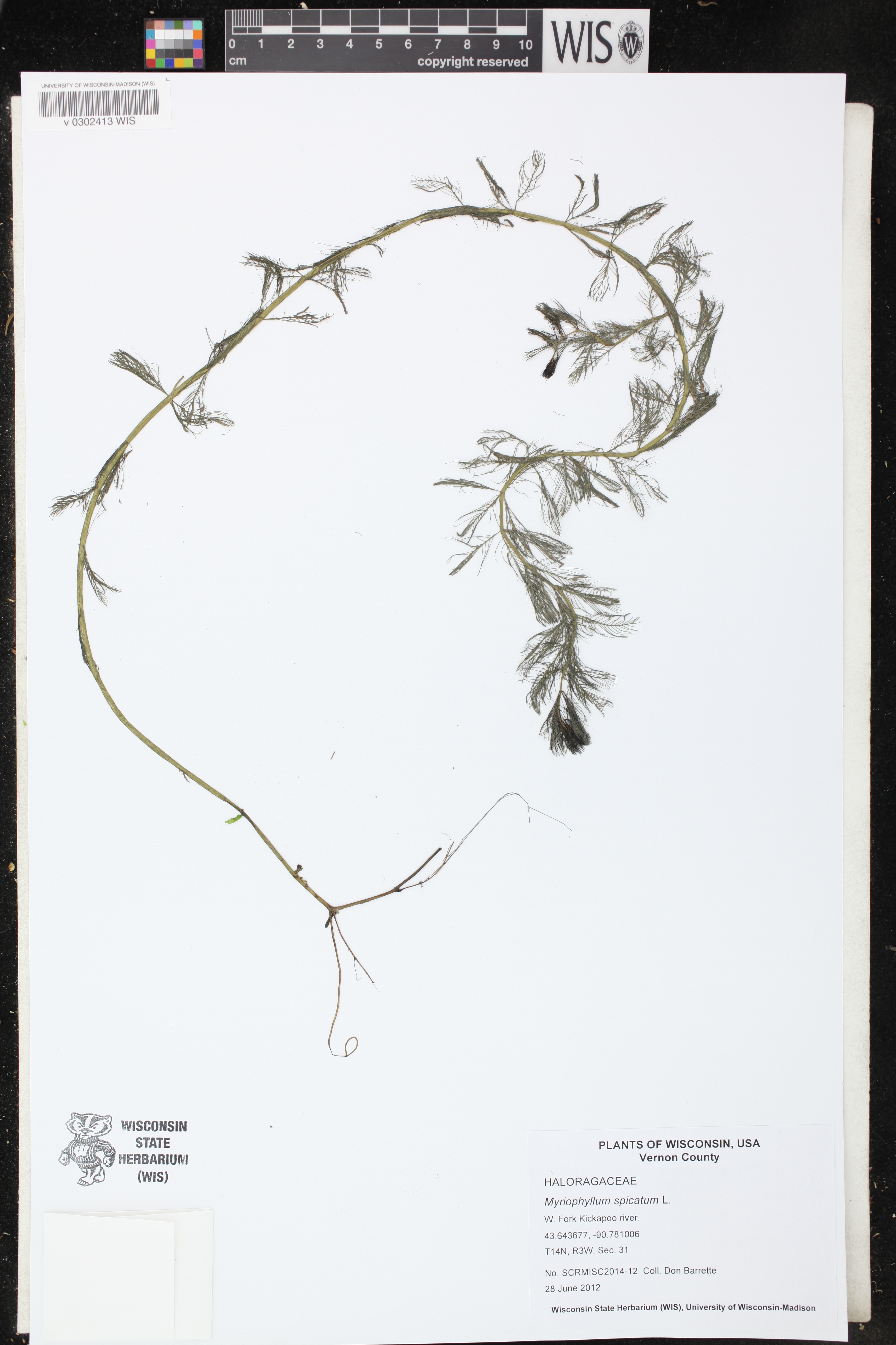Myriophyllum spicatum image