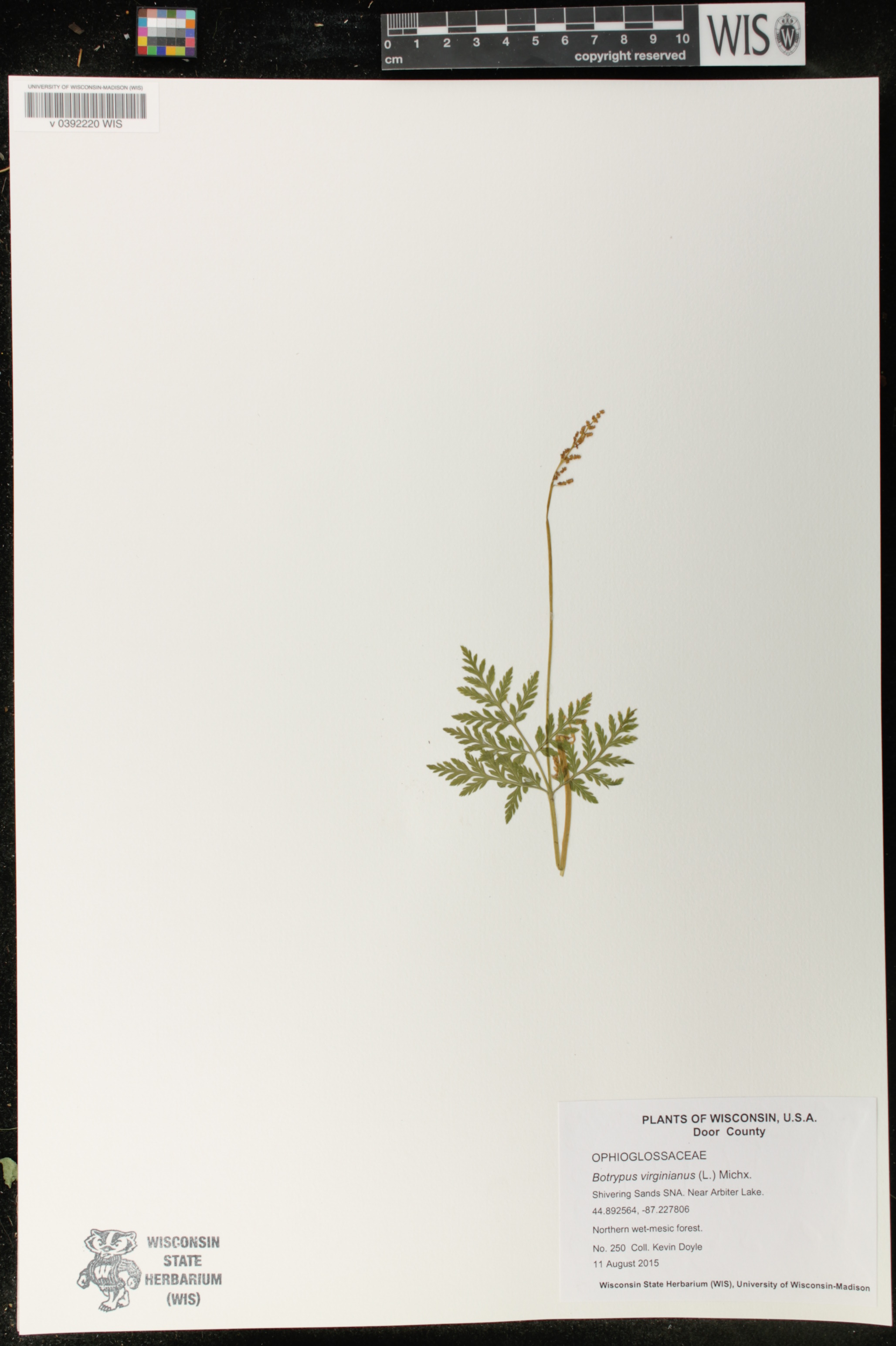 Botrypus virginianus image