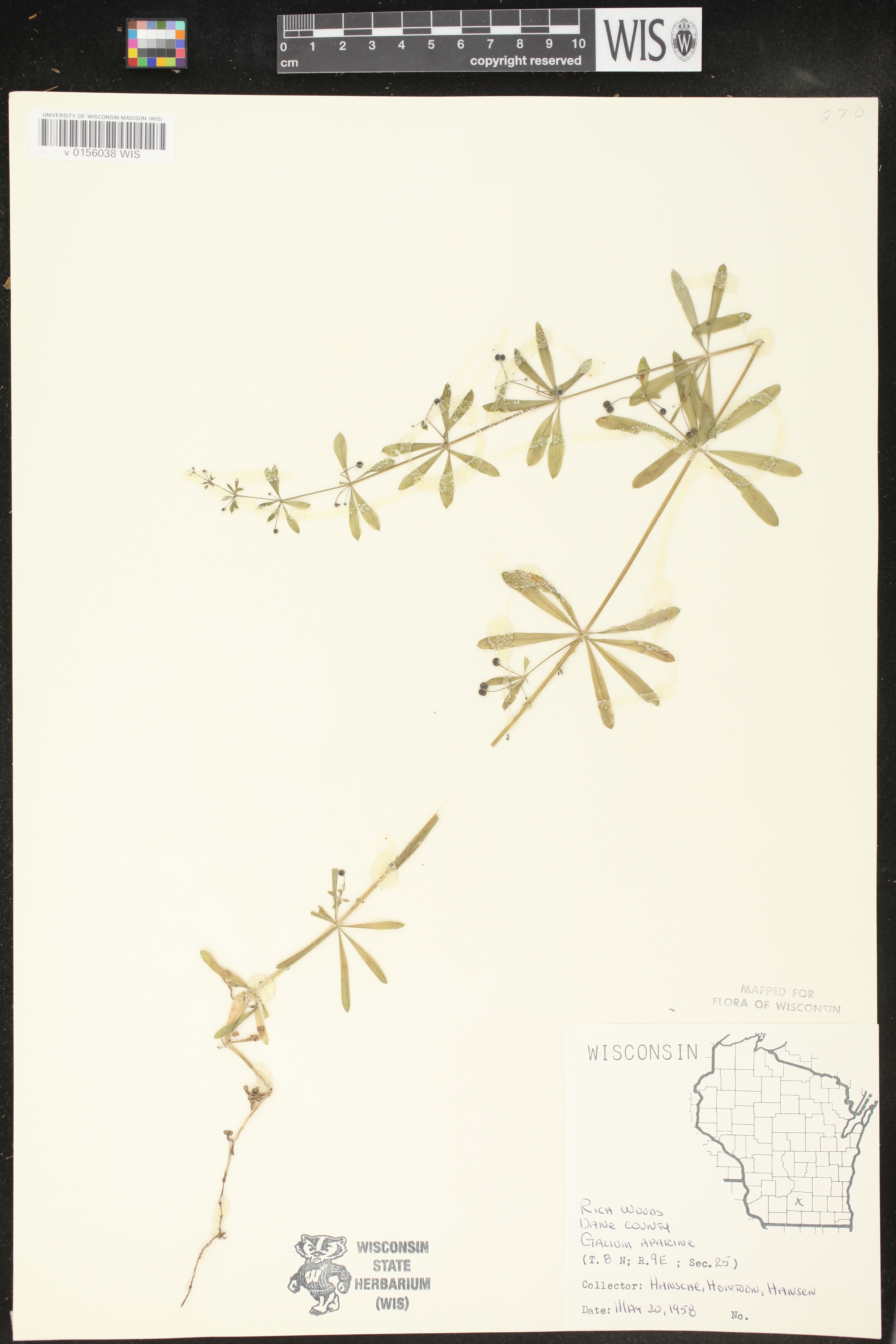 Galium aparine image