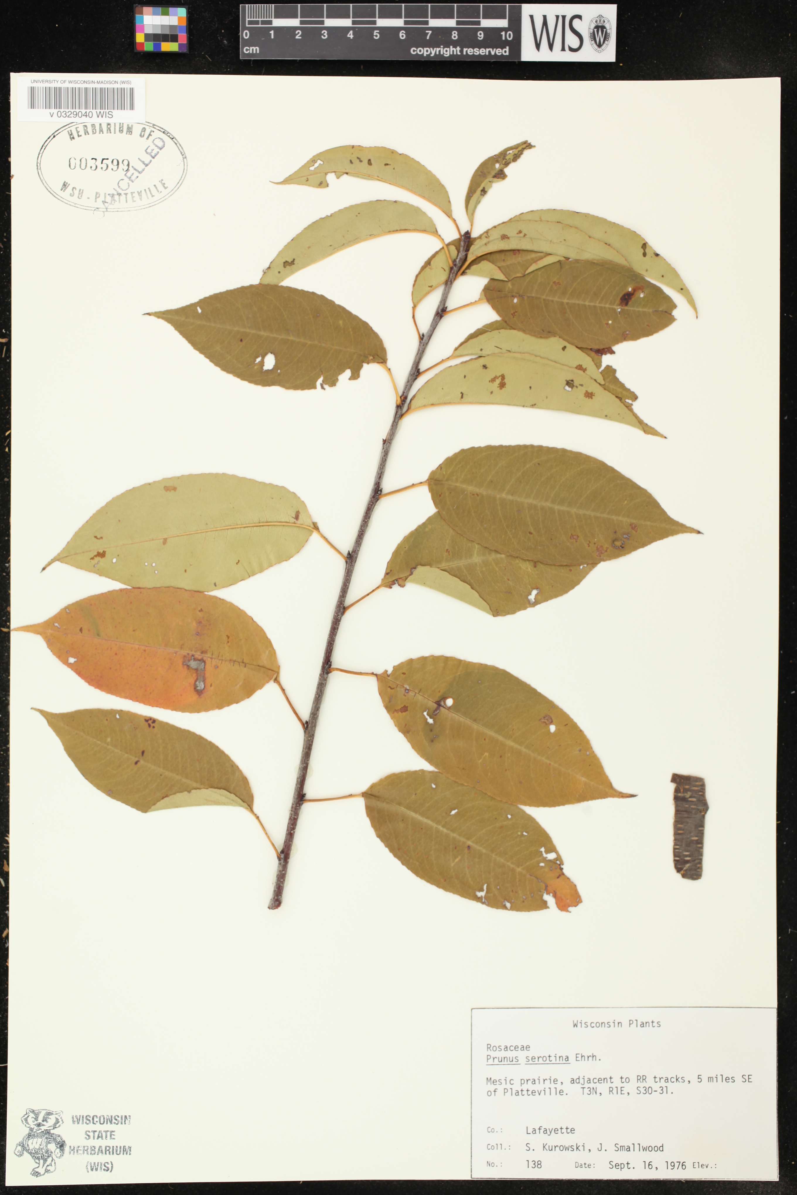 Prunus serotina var. serotina image