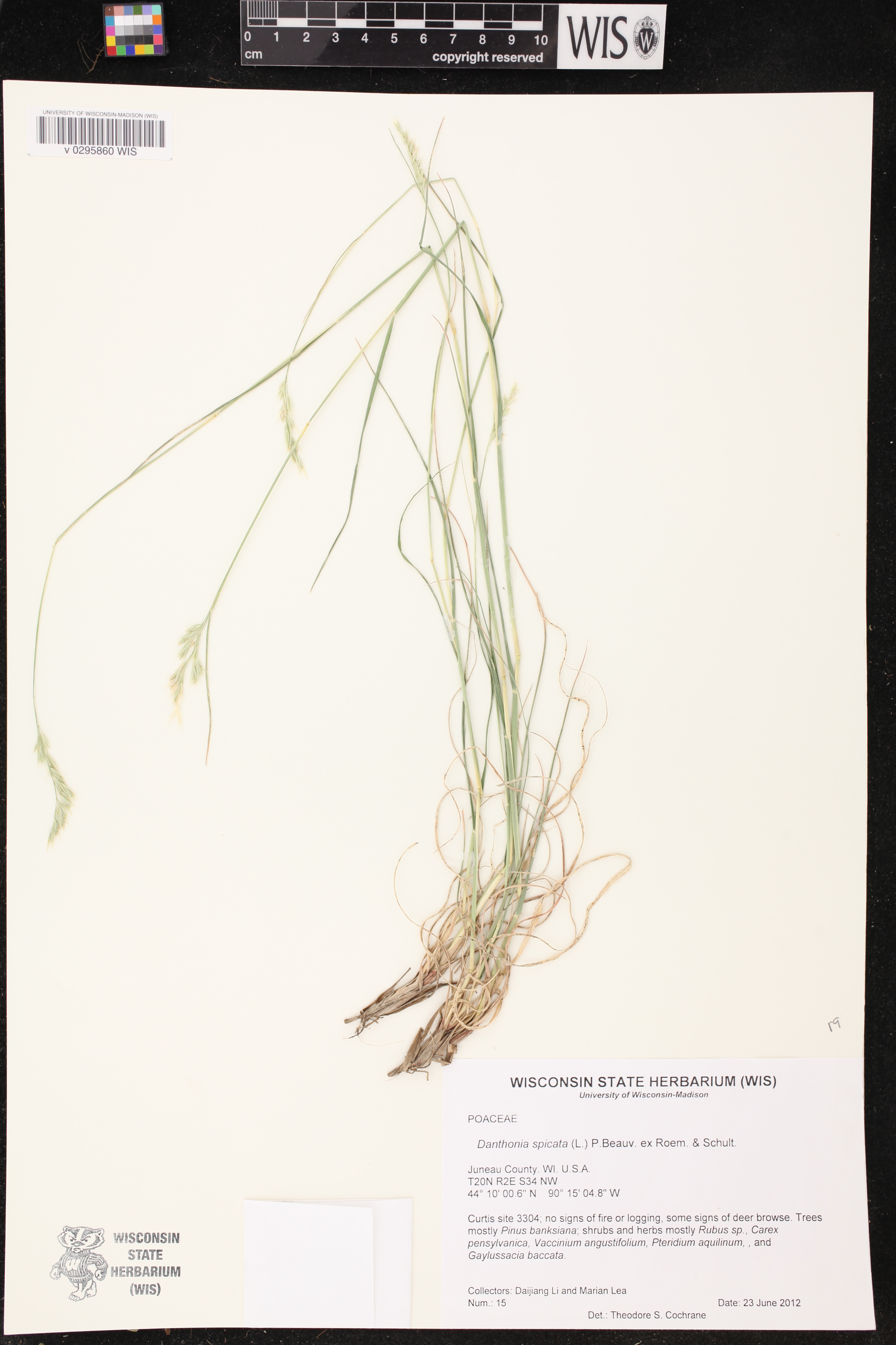 Danthonia spicata image