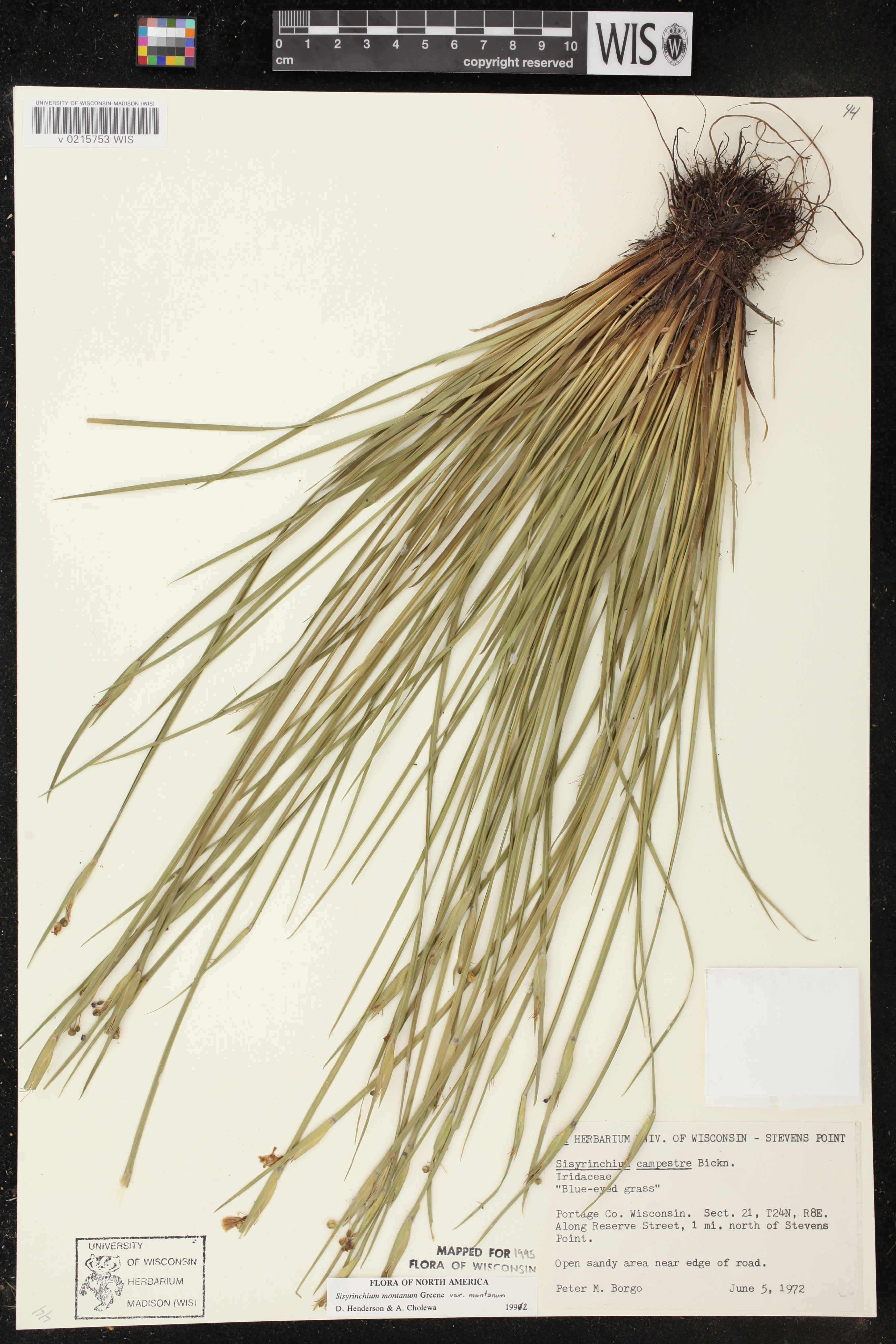 Sisyrinchium montanum image
