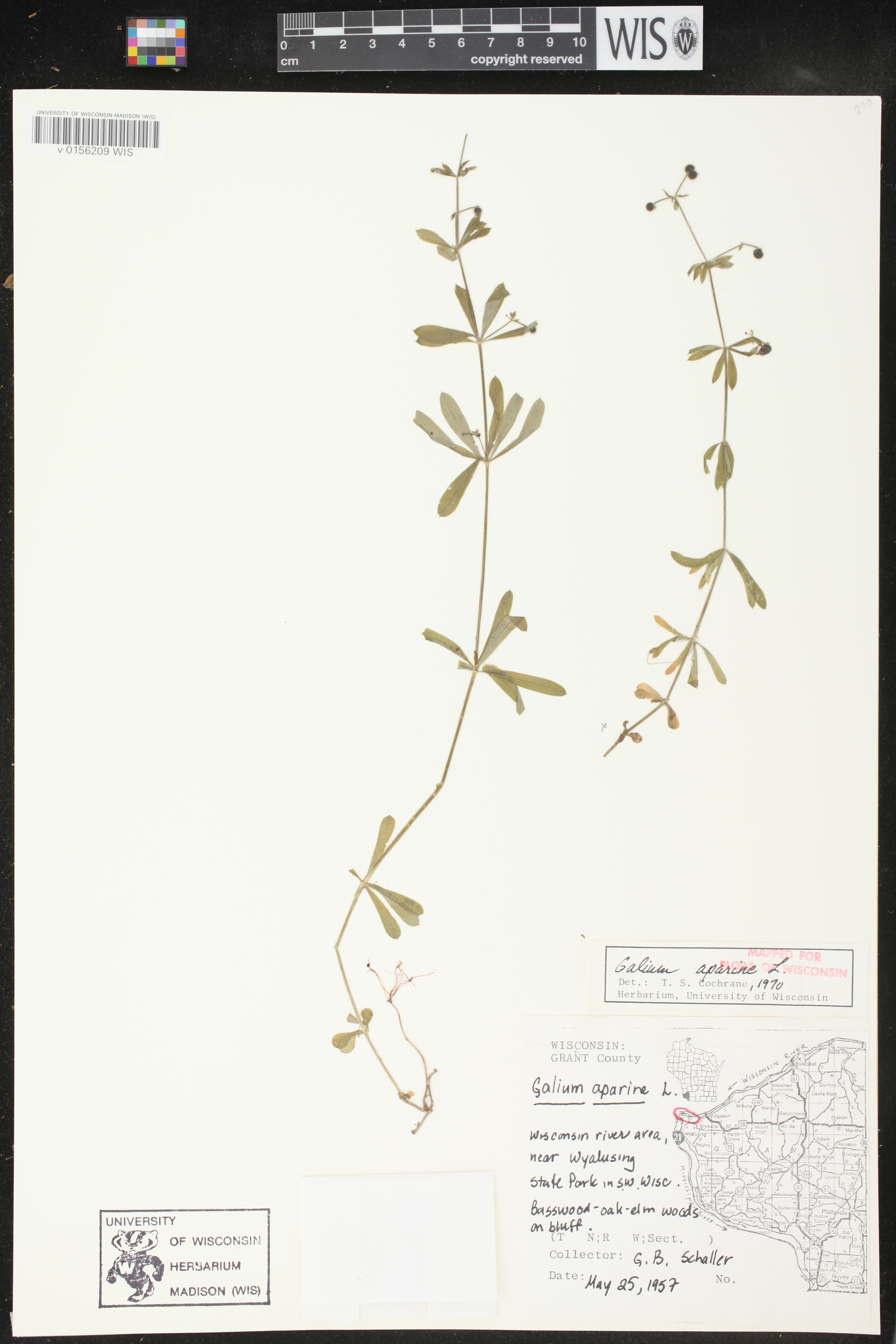 Galium aparine image