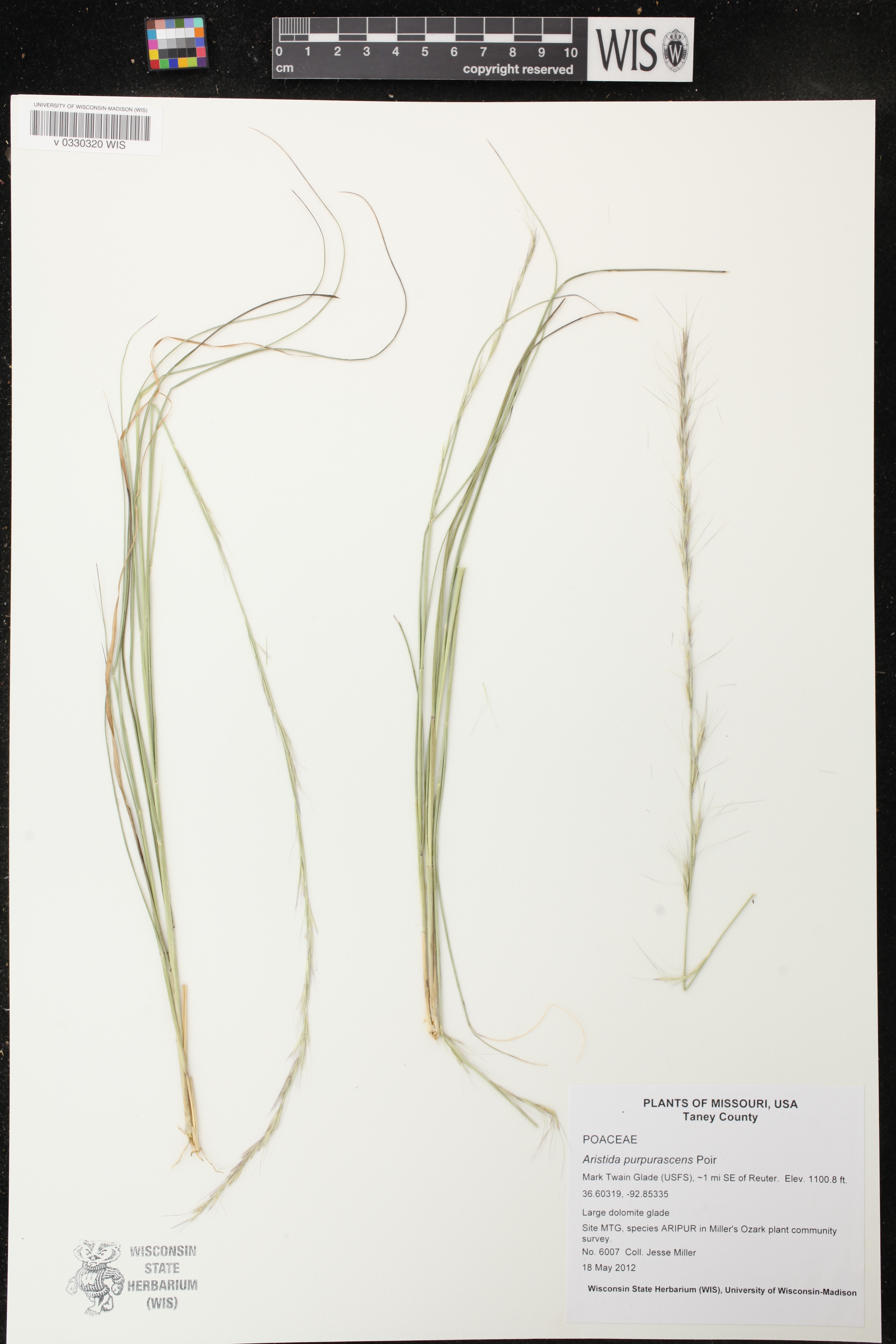 Image of Aristida purpurascens