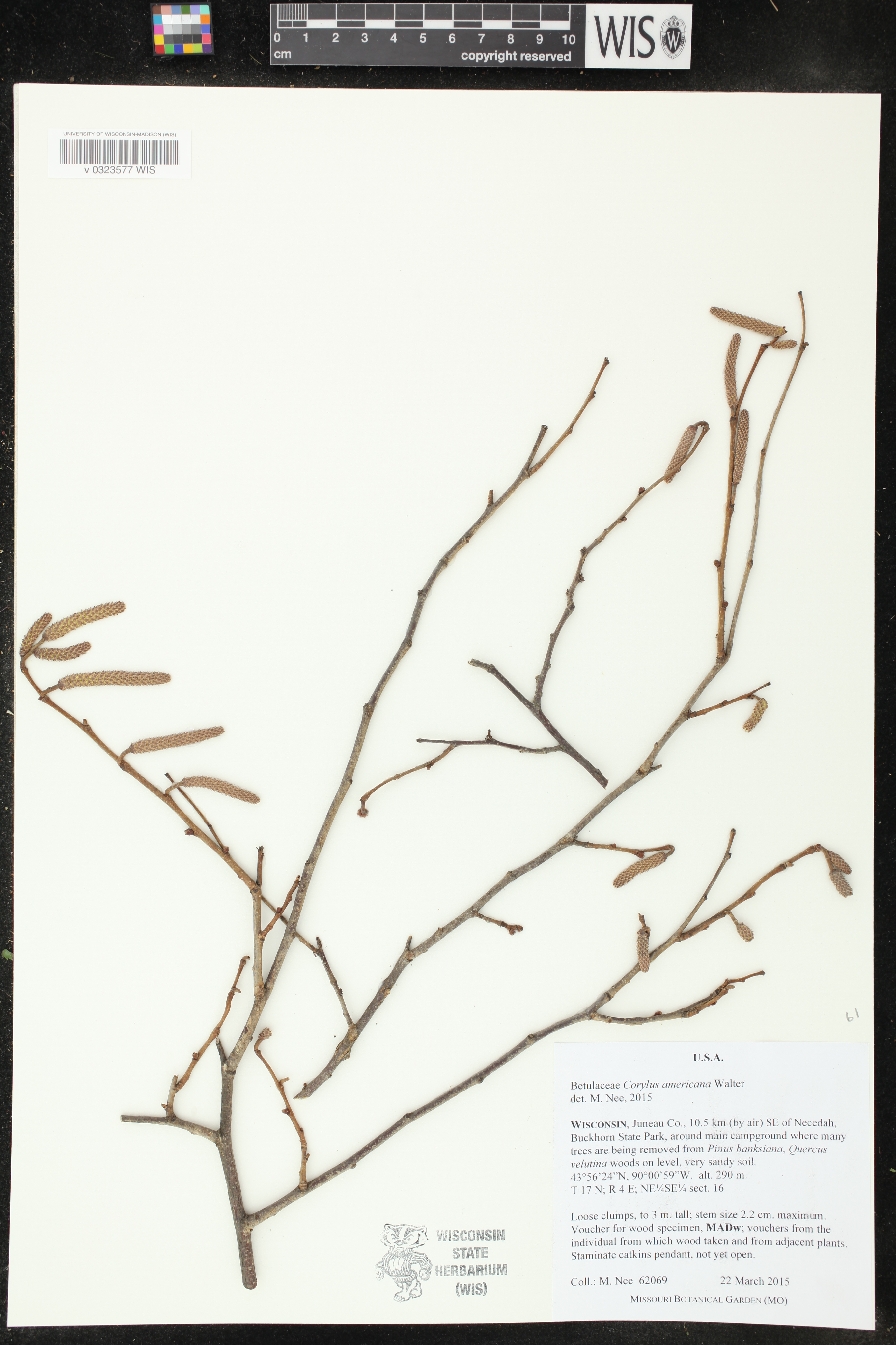 Corylus americana image