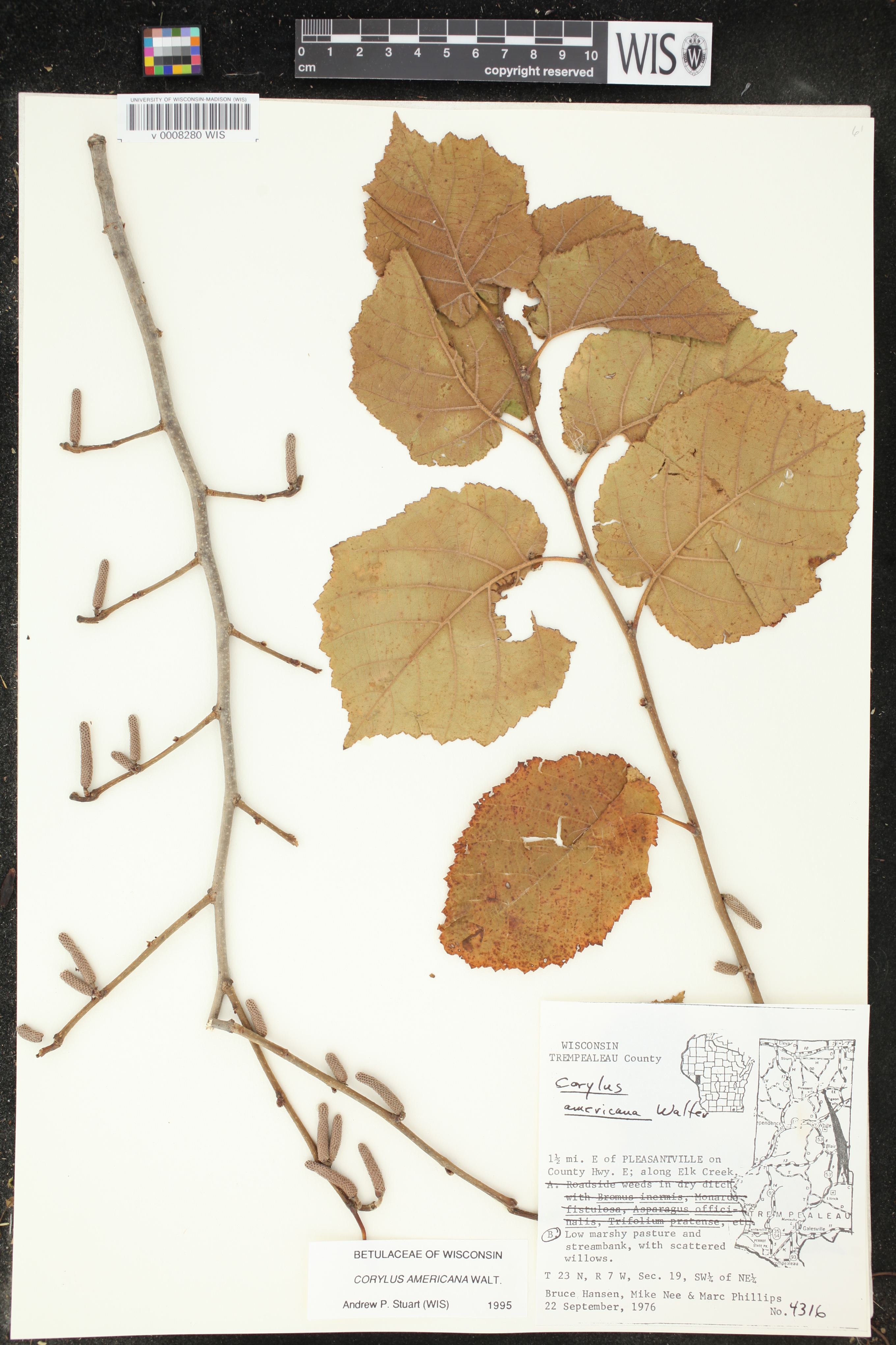 Corylus americana image
