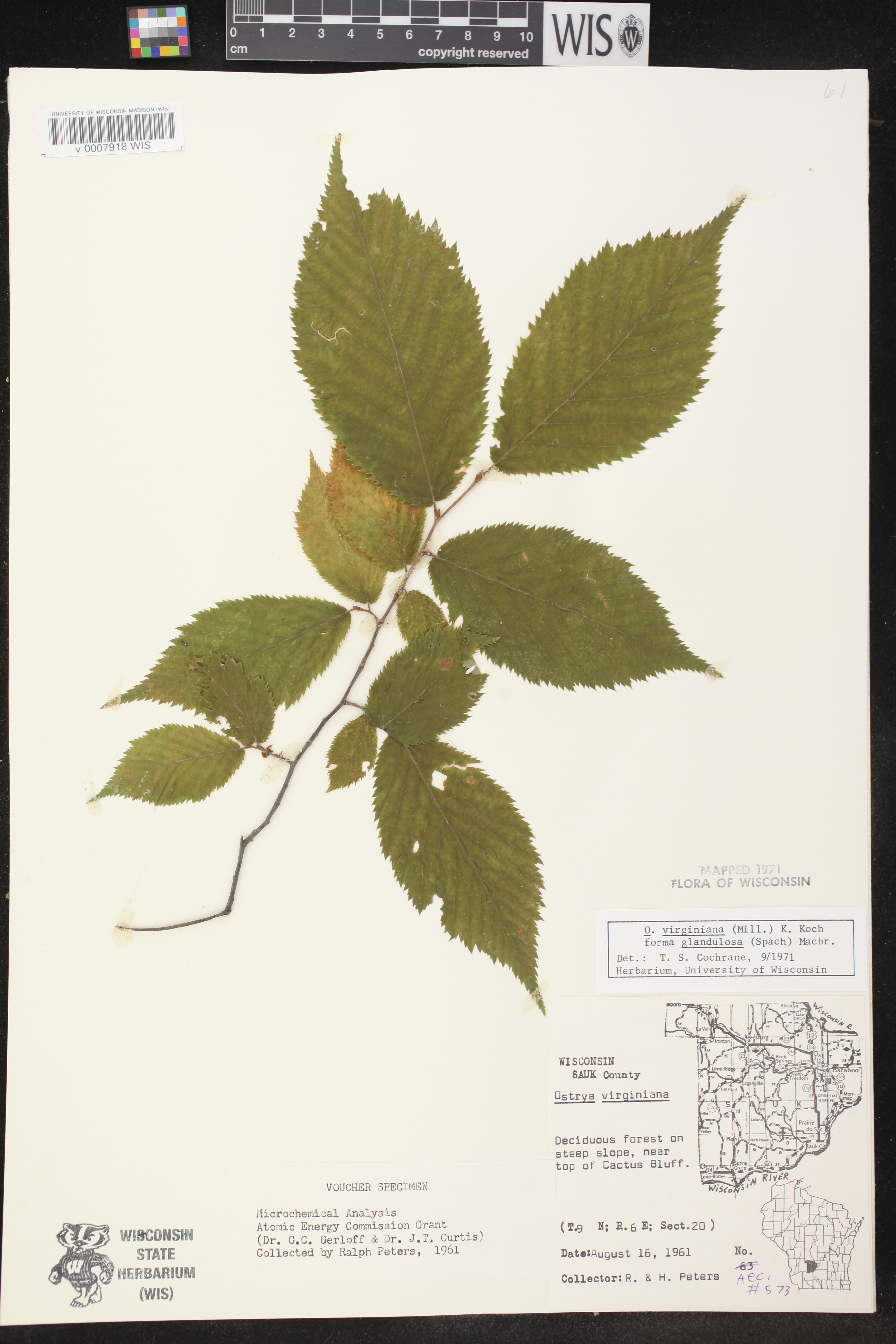 Ostrya virginiana image