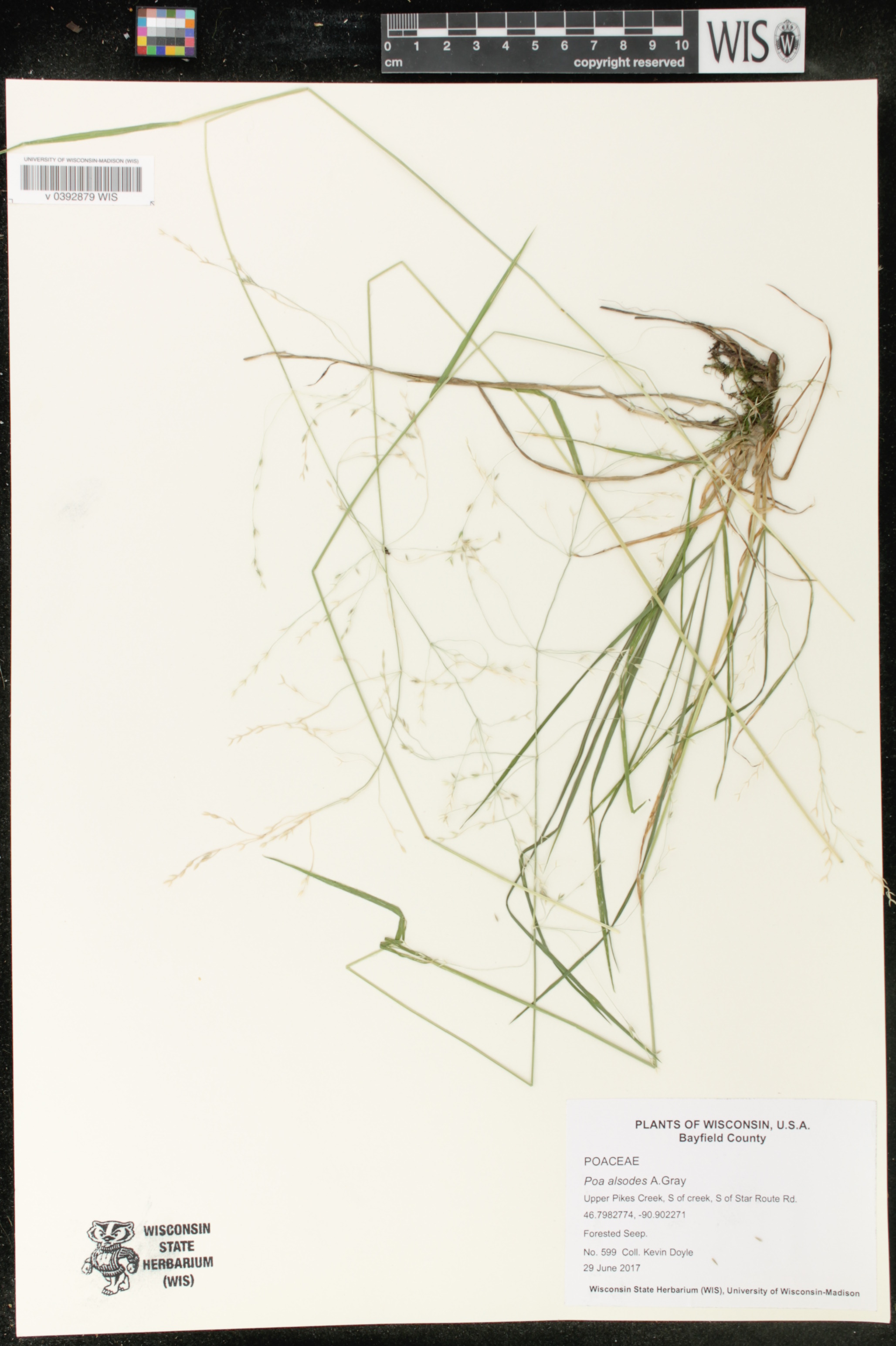 Poa alsodes image