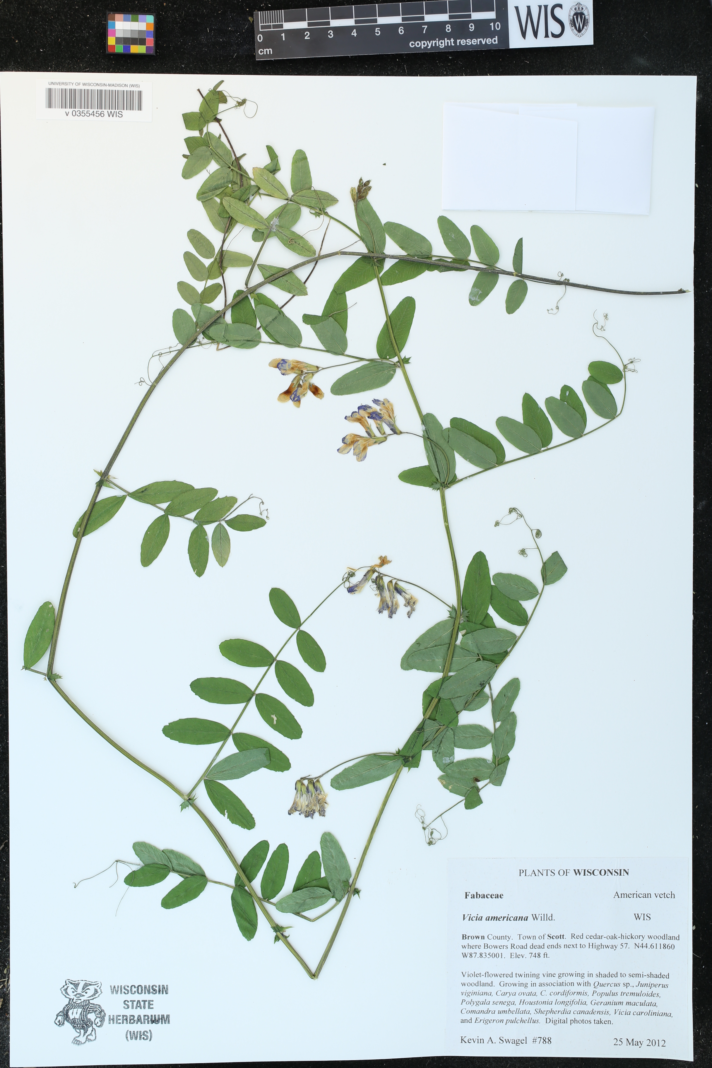 Vicia americana image
