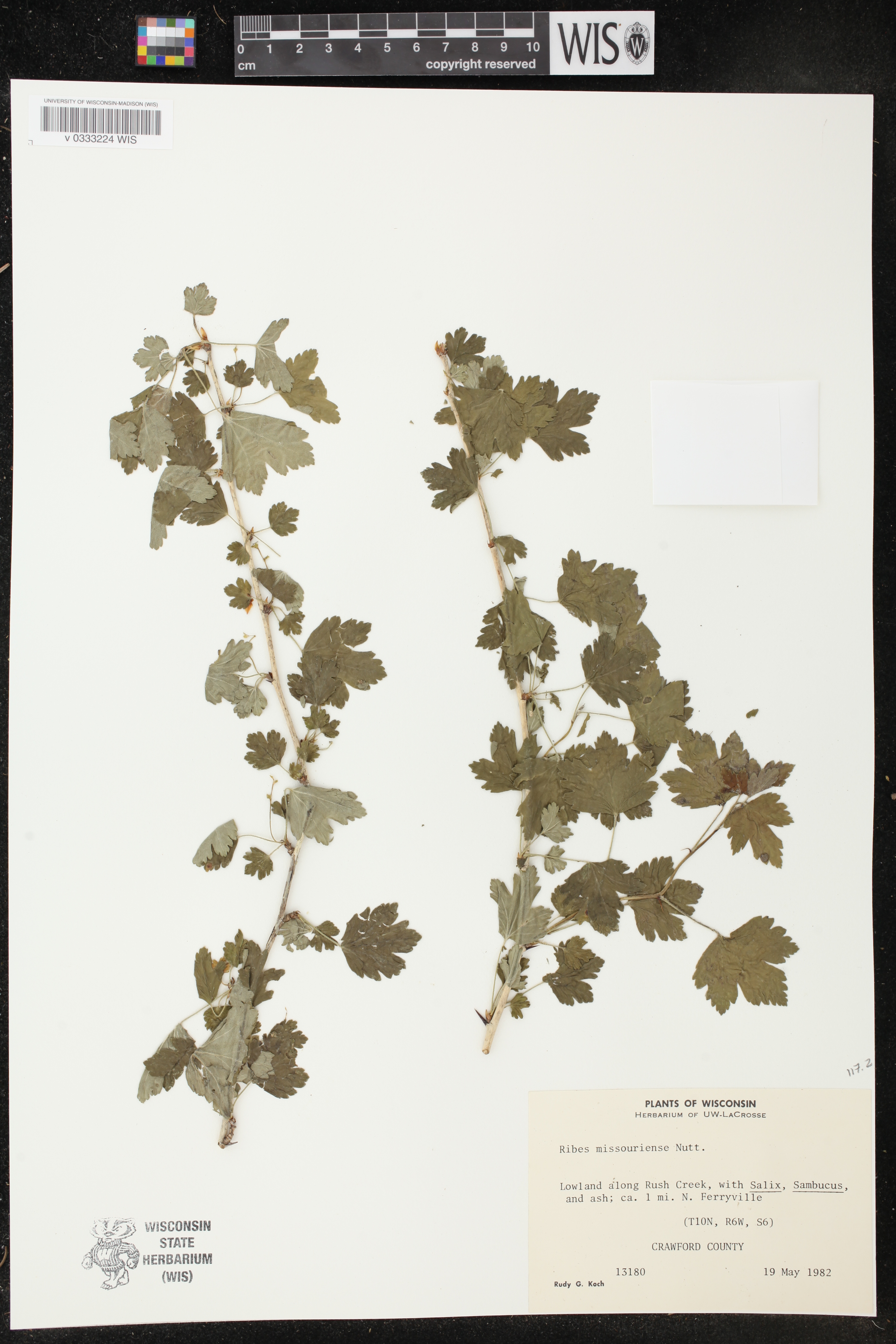 Ribes missouriense image