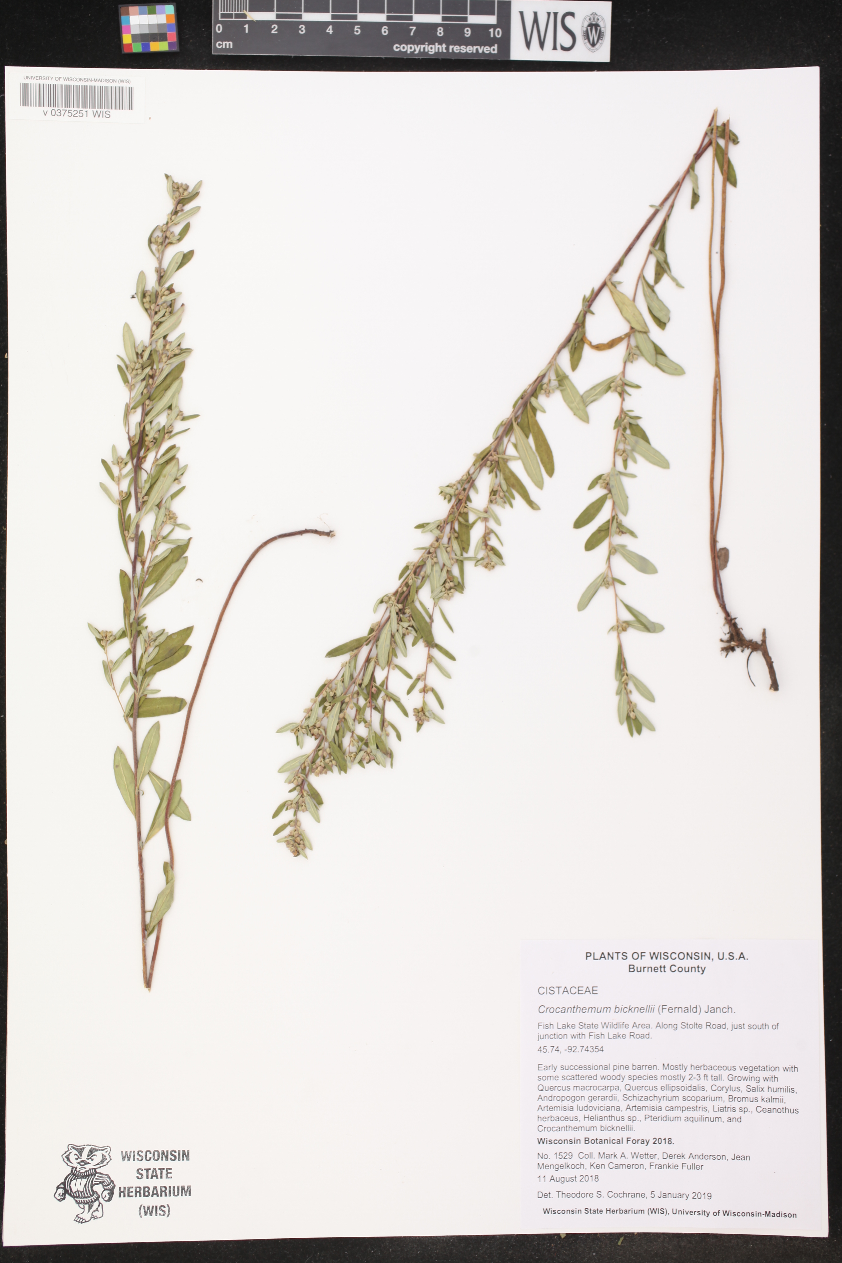 Crocanthemum bicknellii image