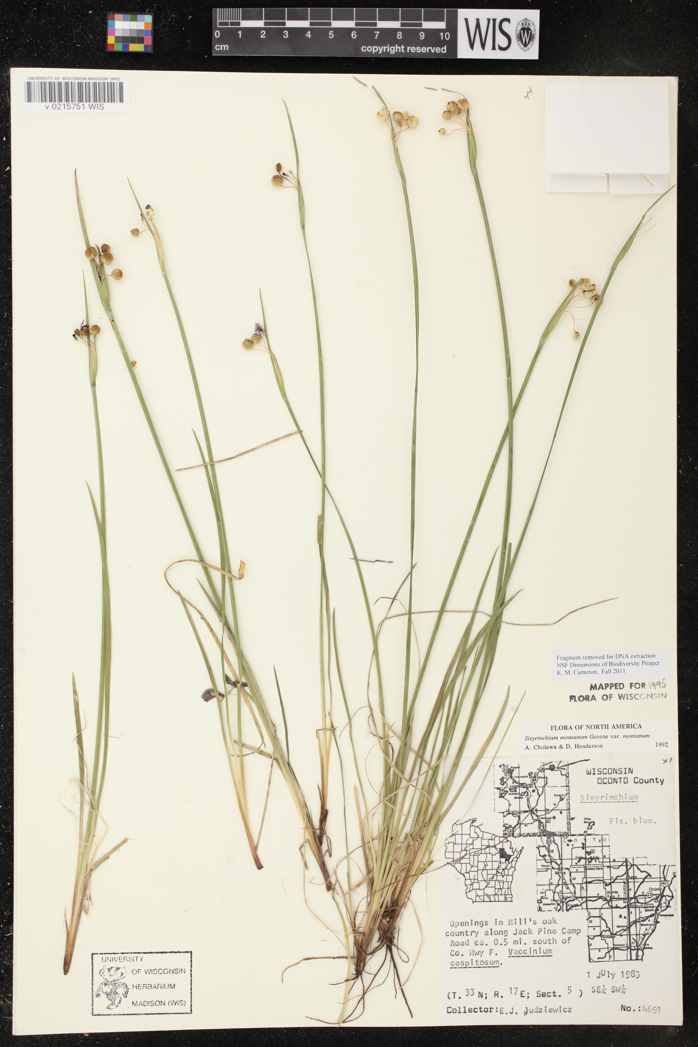 Sisyrinchium montanum image