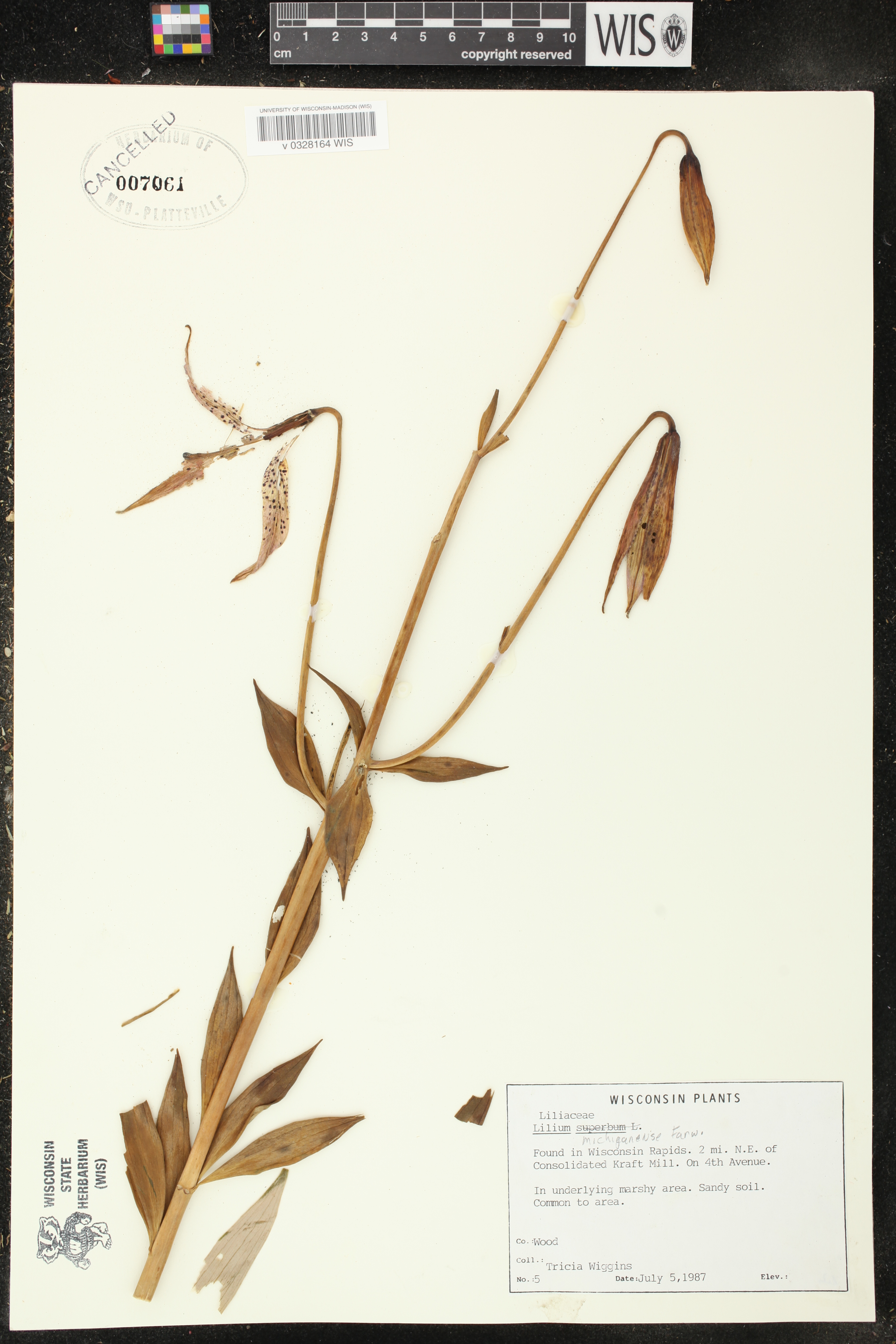 Lilium michiganense image