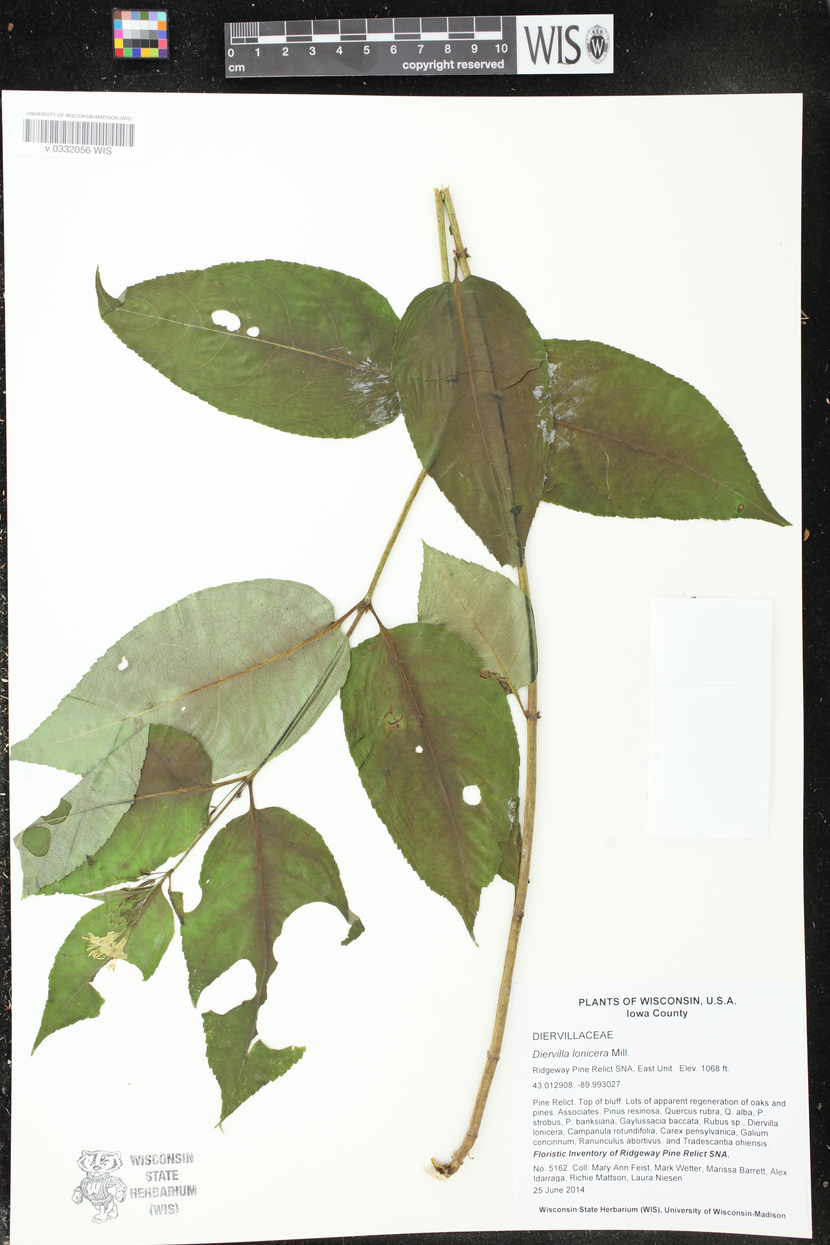 Diervilla lonicera image