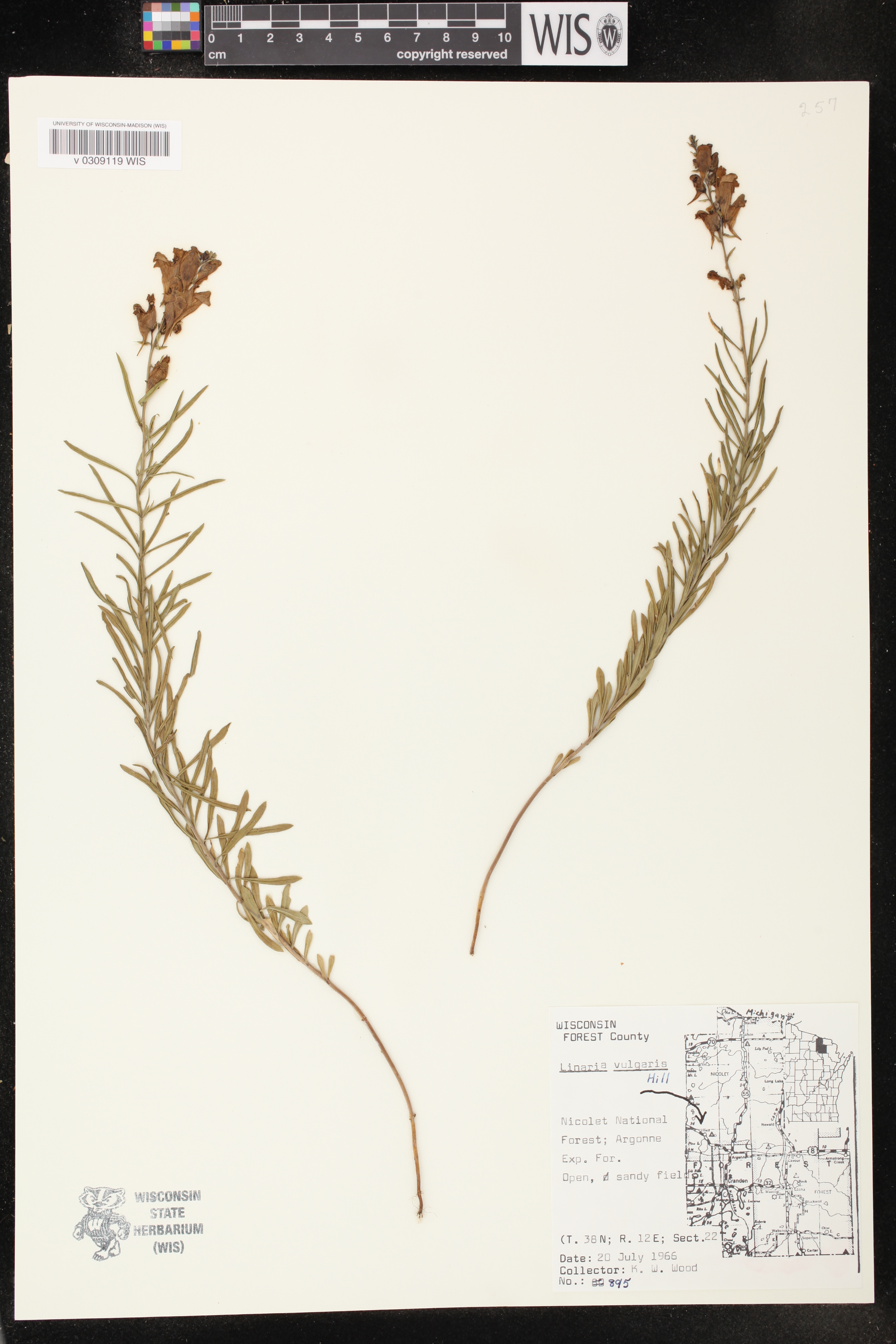 Linaria vulgaris image