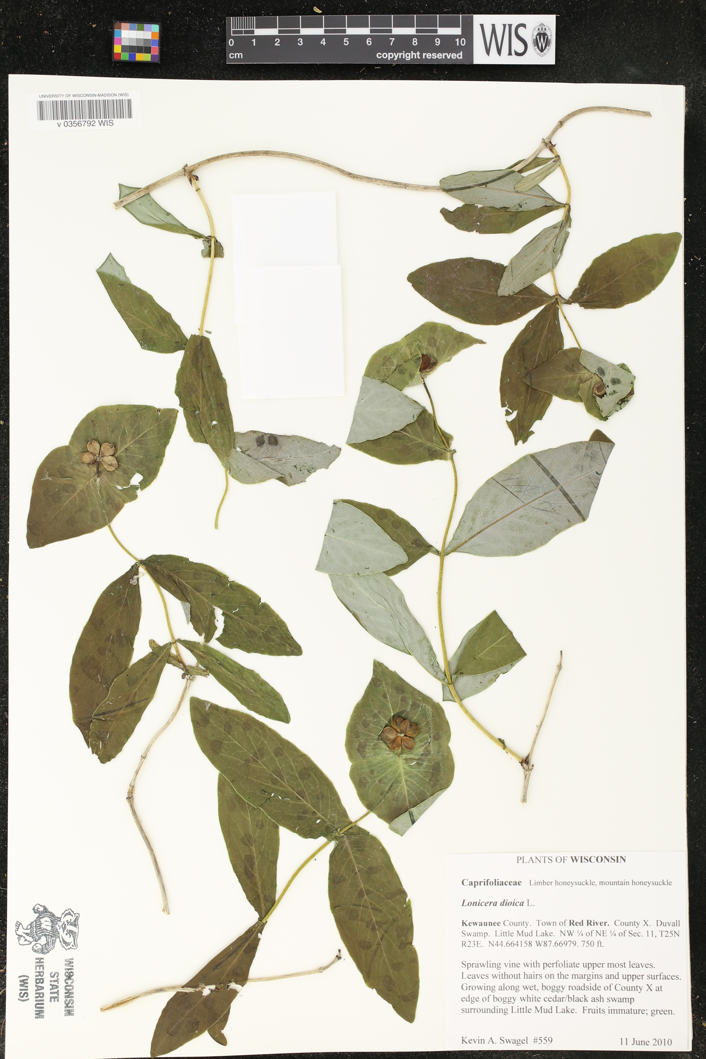 Lonicera dioica image