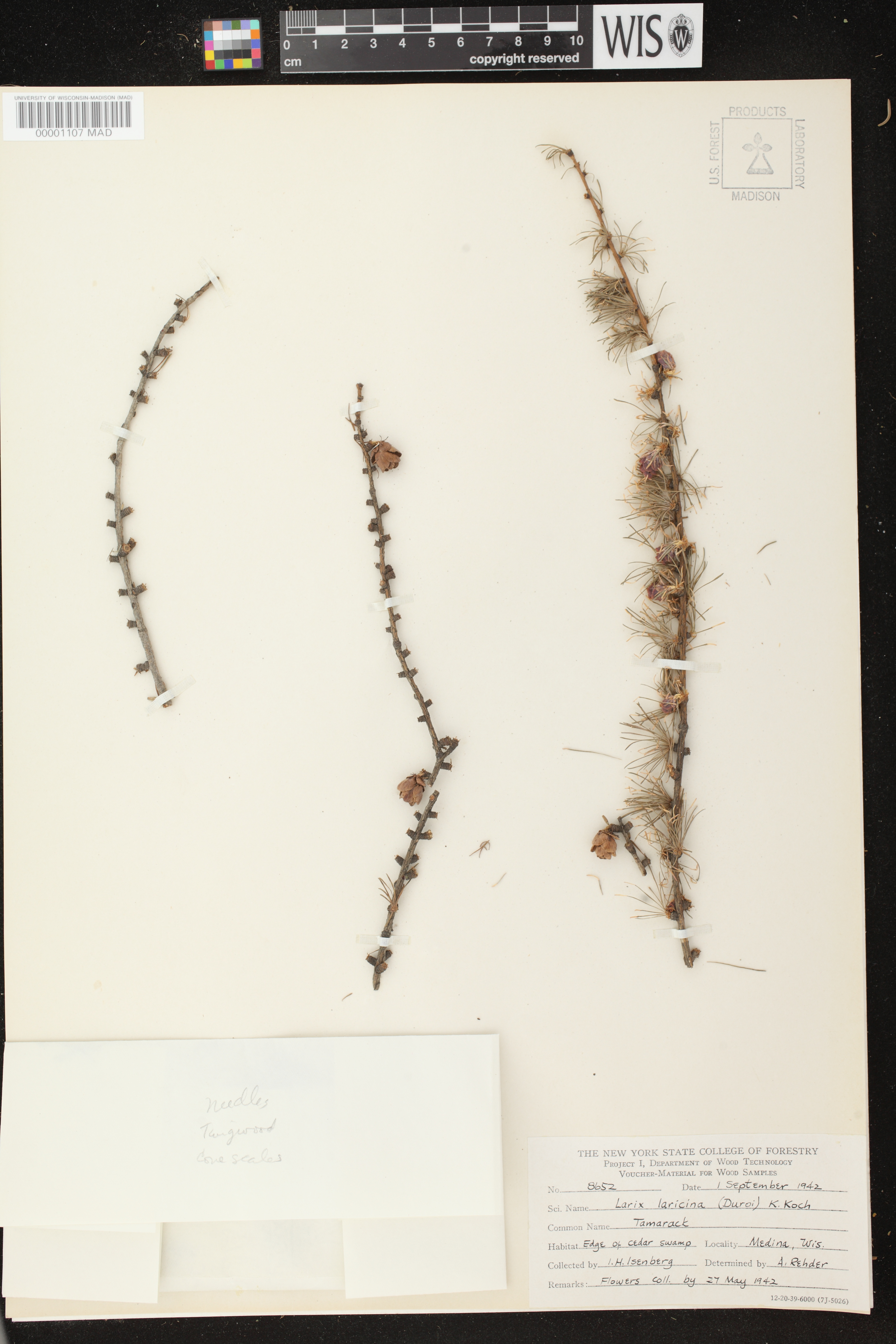 Larix laricina image