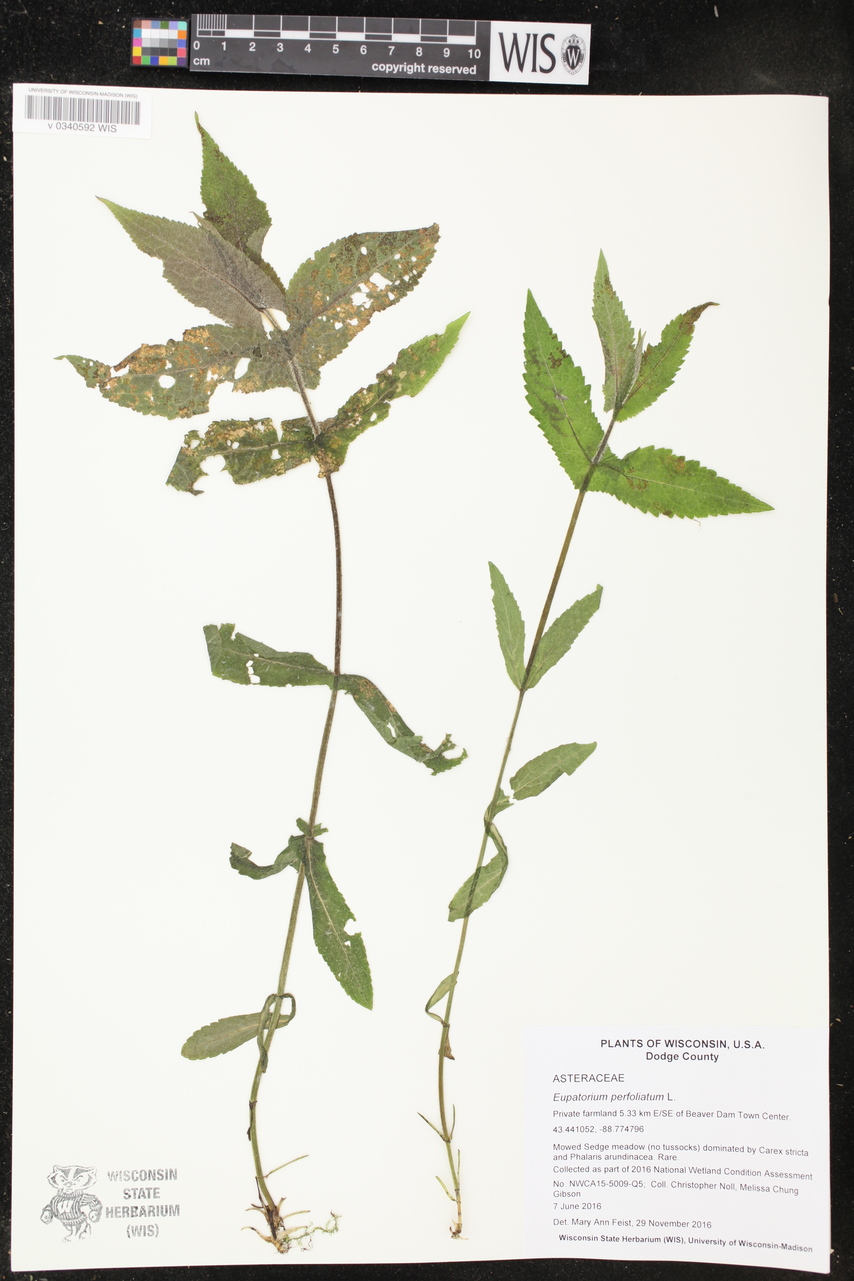 Eupatorium perfoliatum image
