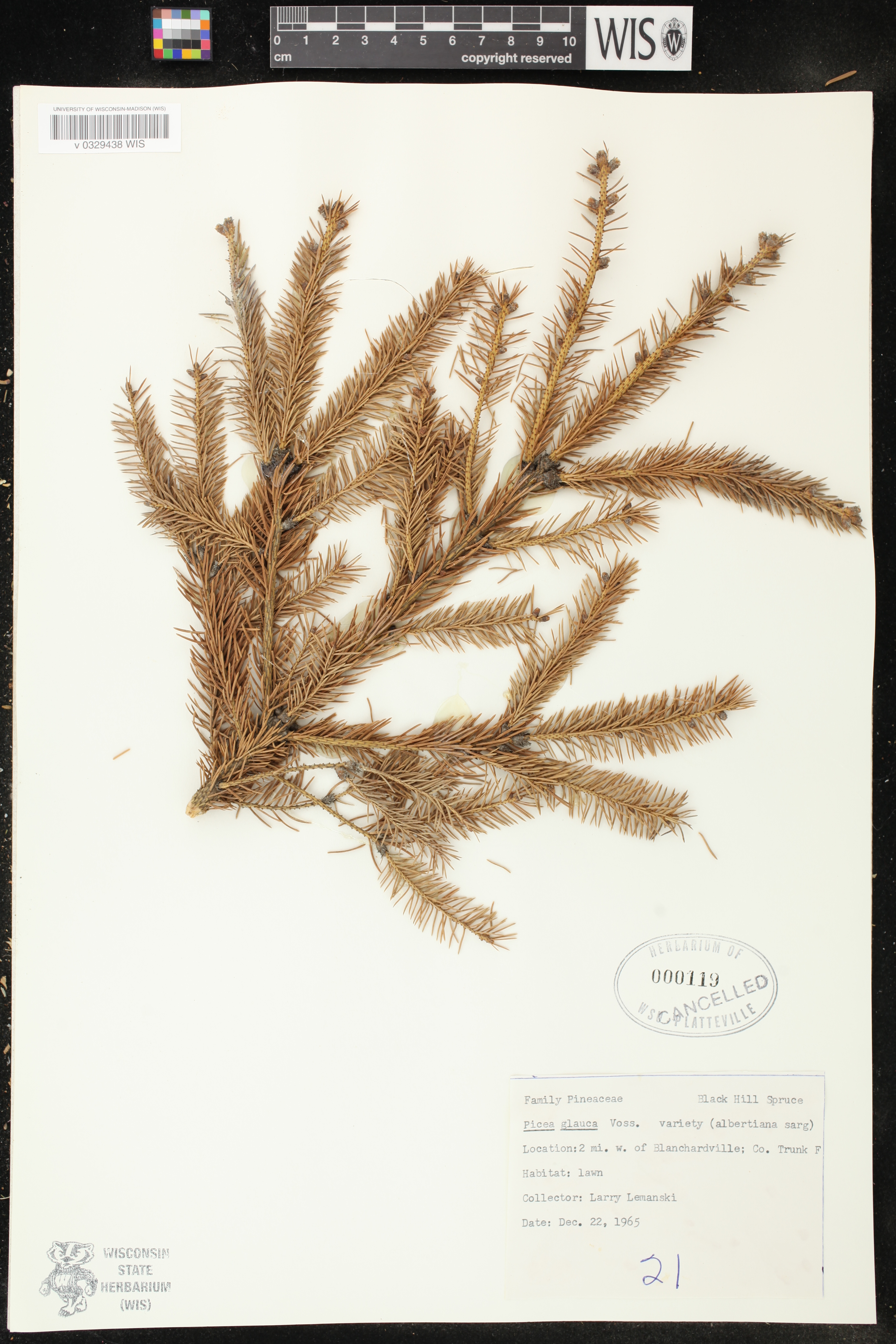Picea glauca image