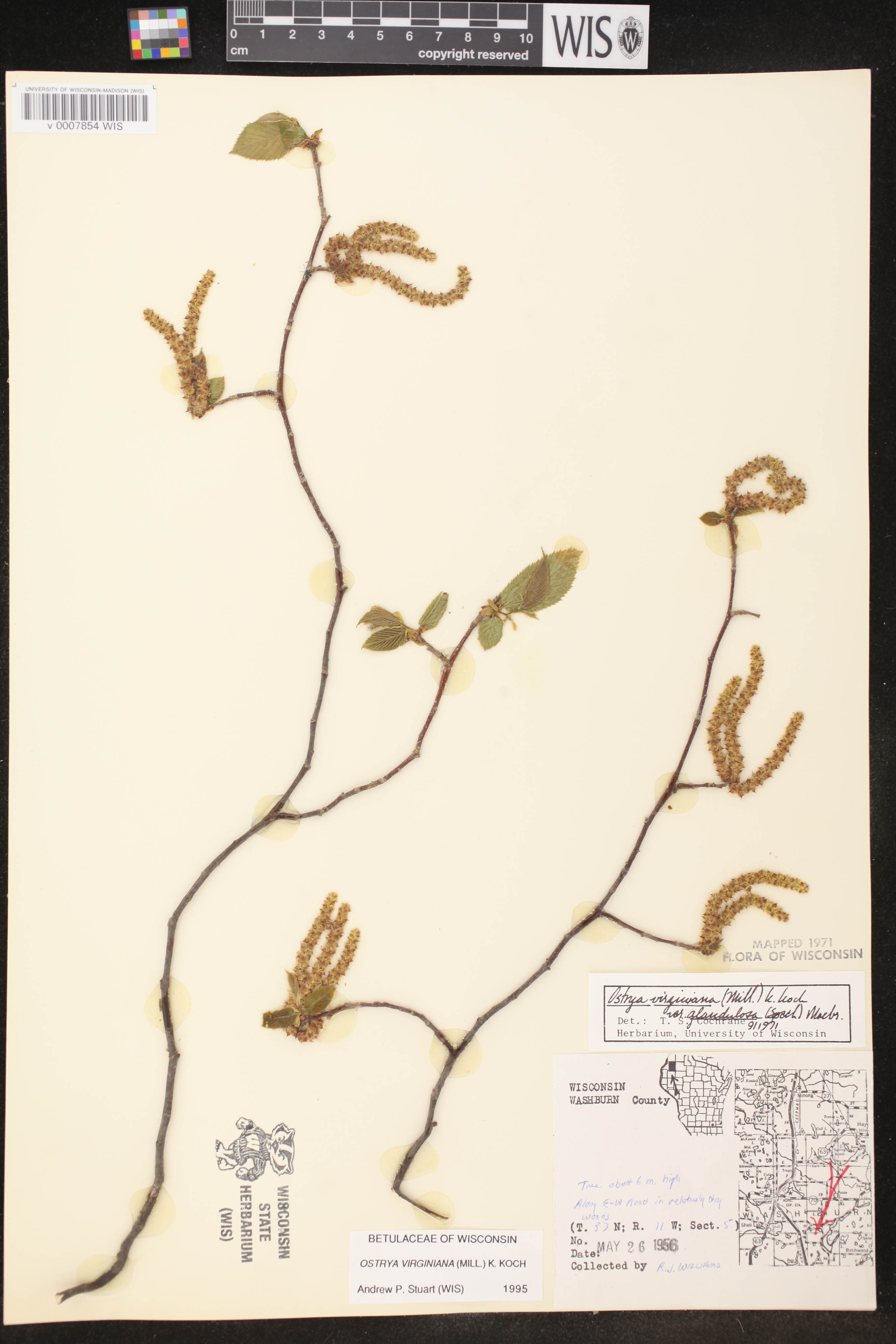 Ostrya virginiana image