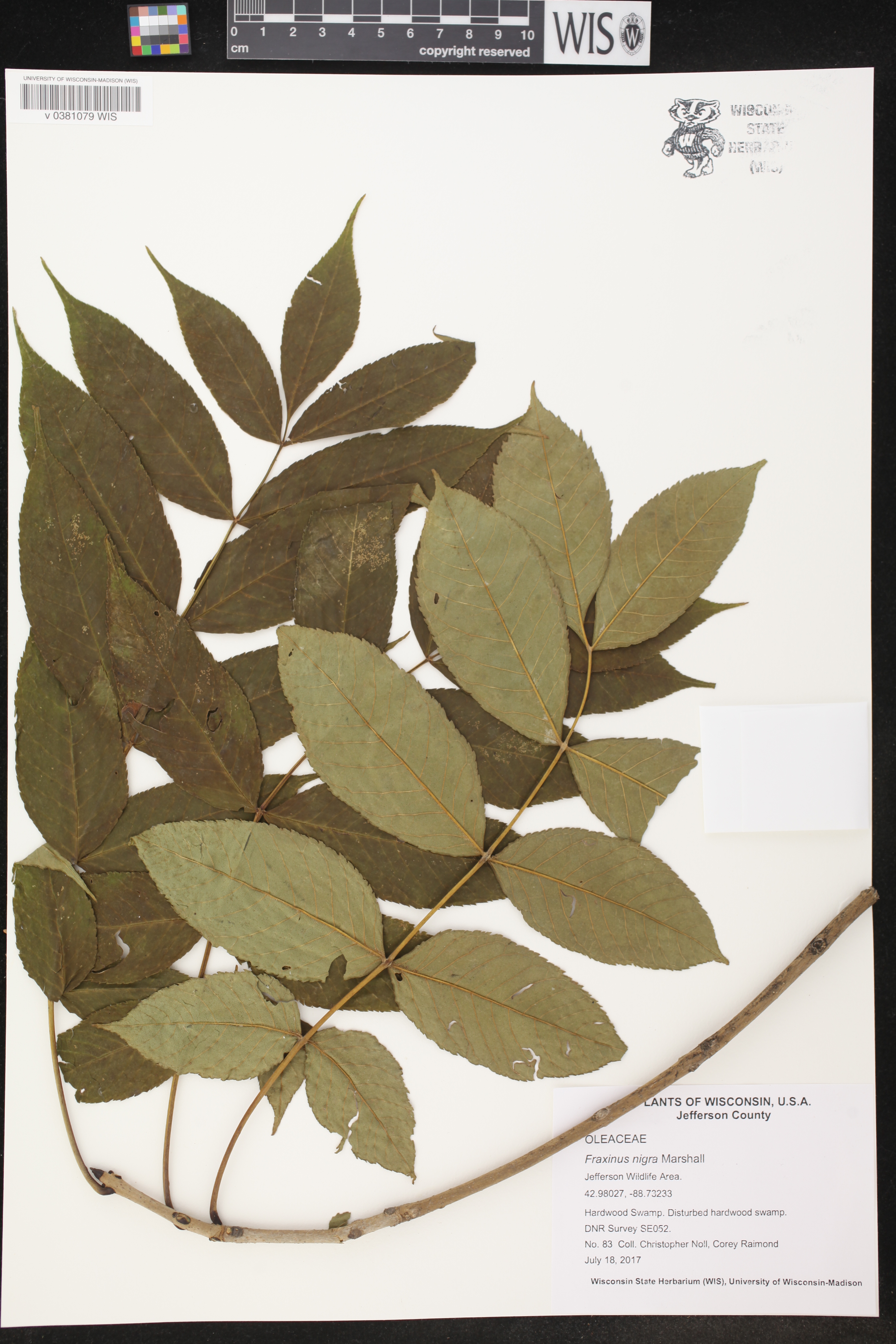 Fraxinus nigra image