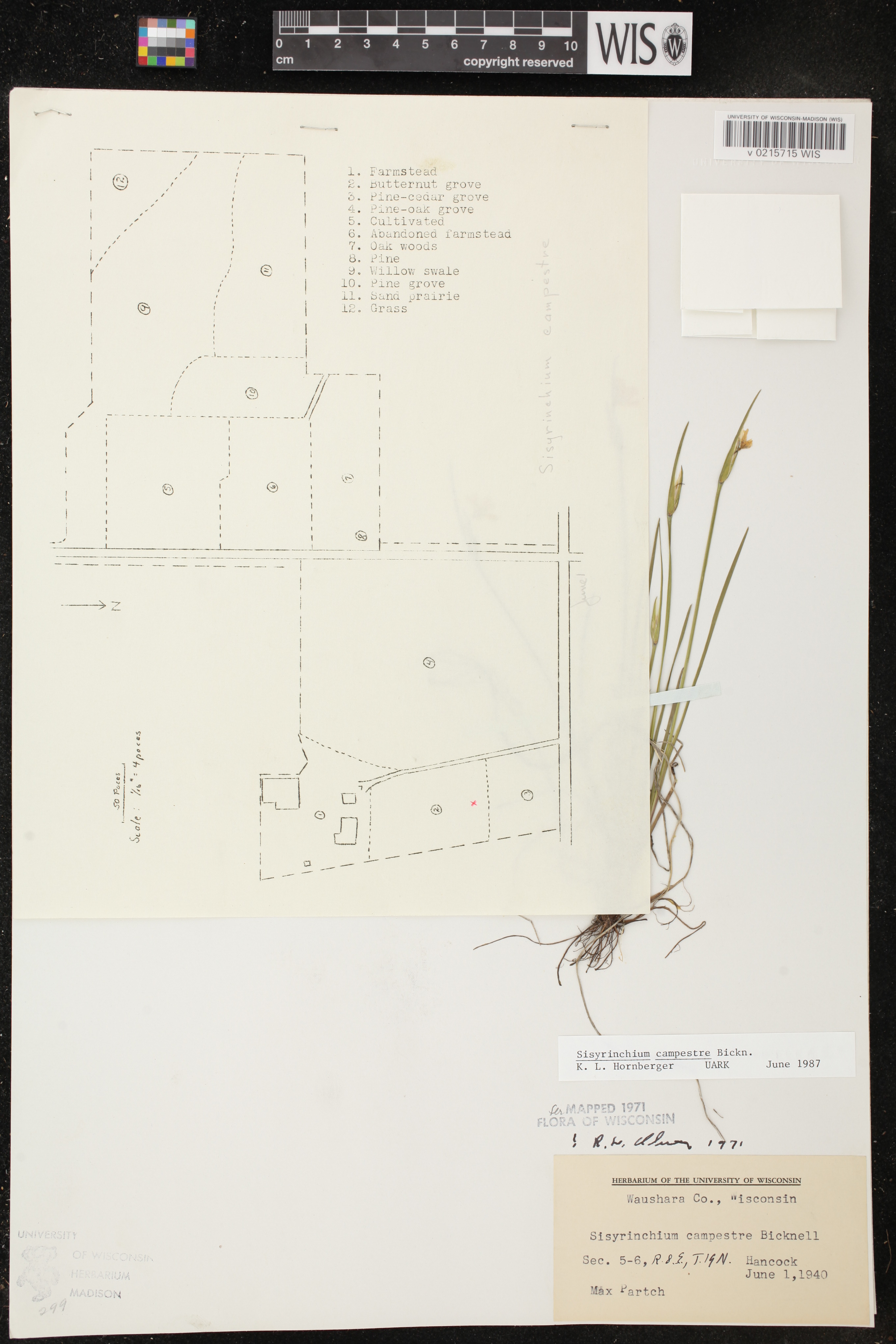 Sisyrinchium campestre image