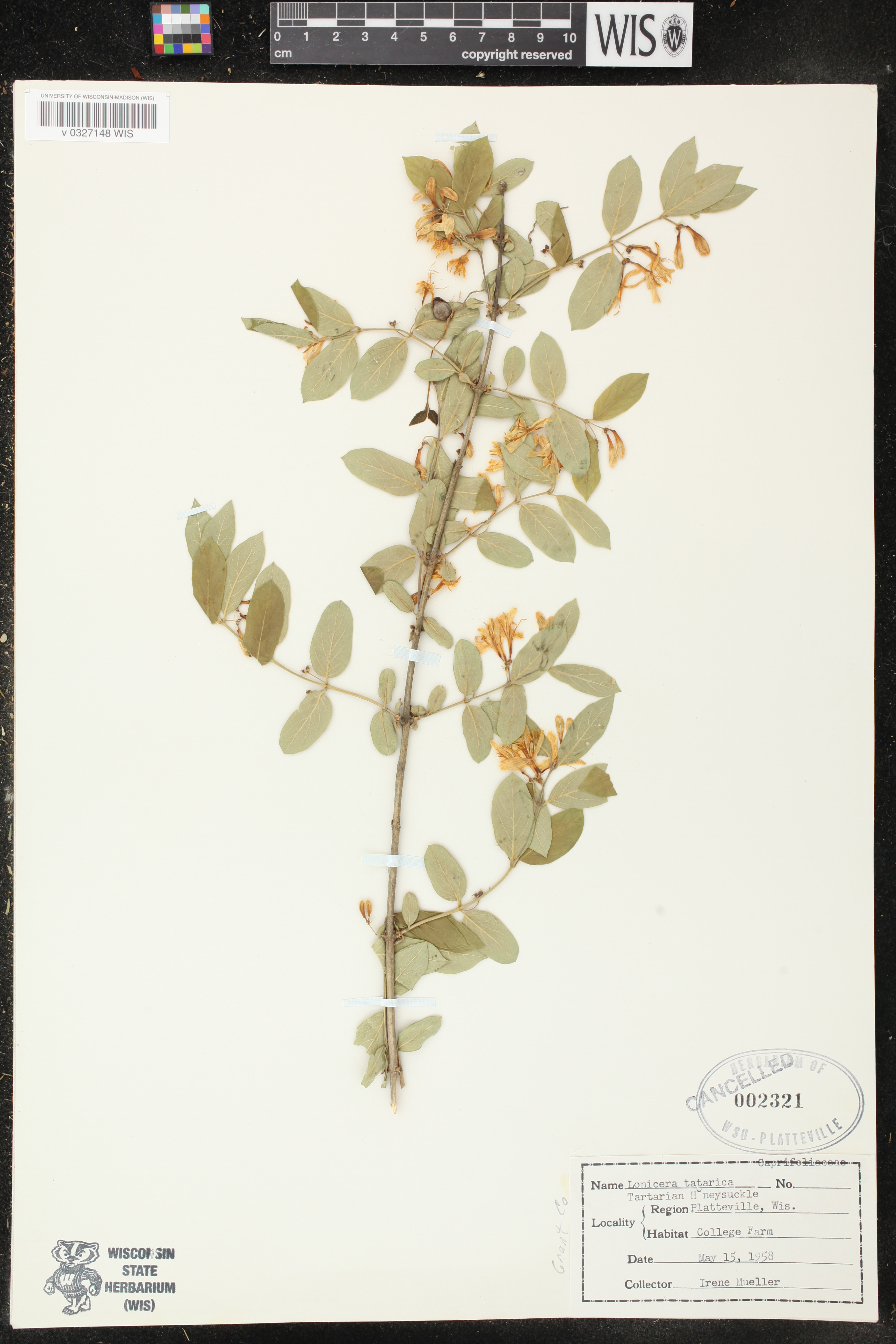 Lonicera tatarica image